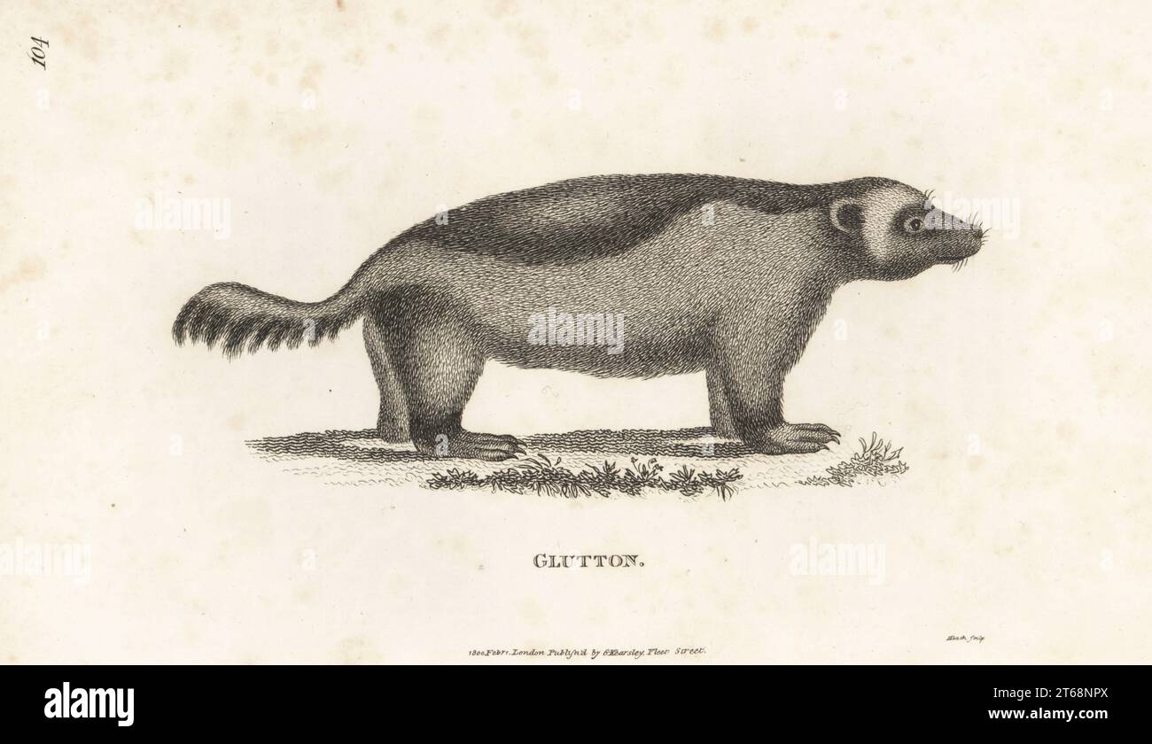 Wolverine, glutton, carcajou or quickhatch, Gulo gulo. Mustela gulo, Ursus gulo, Ursus luscus. Copperplate engraving by James Heath from George Shaws General Zoology: Mammalia, G. Kearsley, Fleet Street, London, 1800. Stock Photo