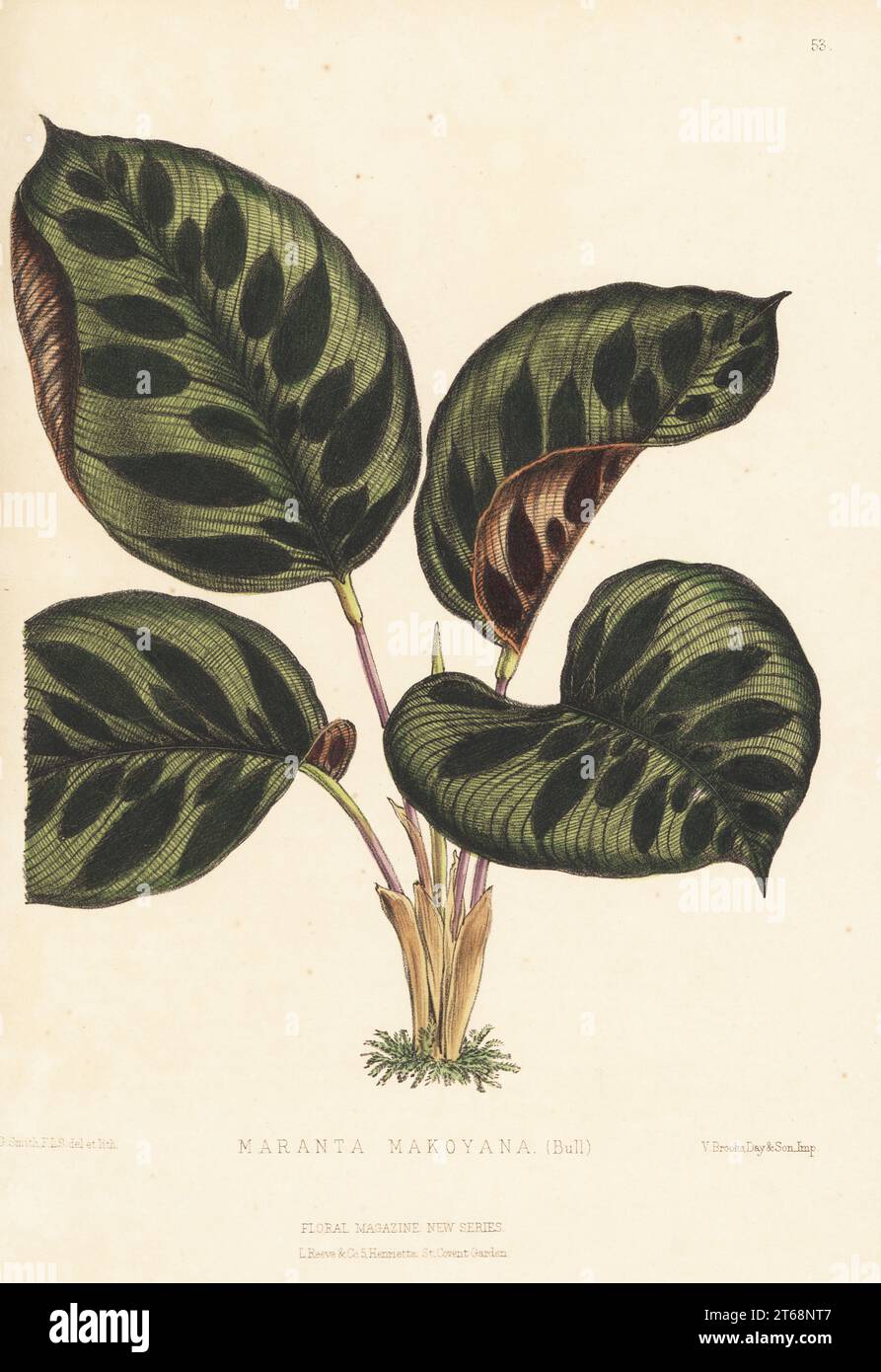 Peacock plant or cathedral windows, Calathea makoyana. As Maranta makoyana (Bull) or Maranta olivaris. Named after Mr Makoy of Liege. Handcolored botanical illustration drawn and lithographed by Worthington George Smith from Henry Honywood Dombrain's Floral Magazine, New Series, Volume 2, L. Reeve, London, 1873. Clergyman gardener Dombrain (1818-1905) edited the Floral Magazine from 1862 to 1873. Stock Photo