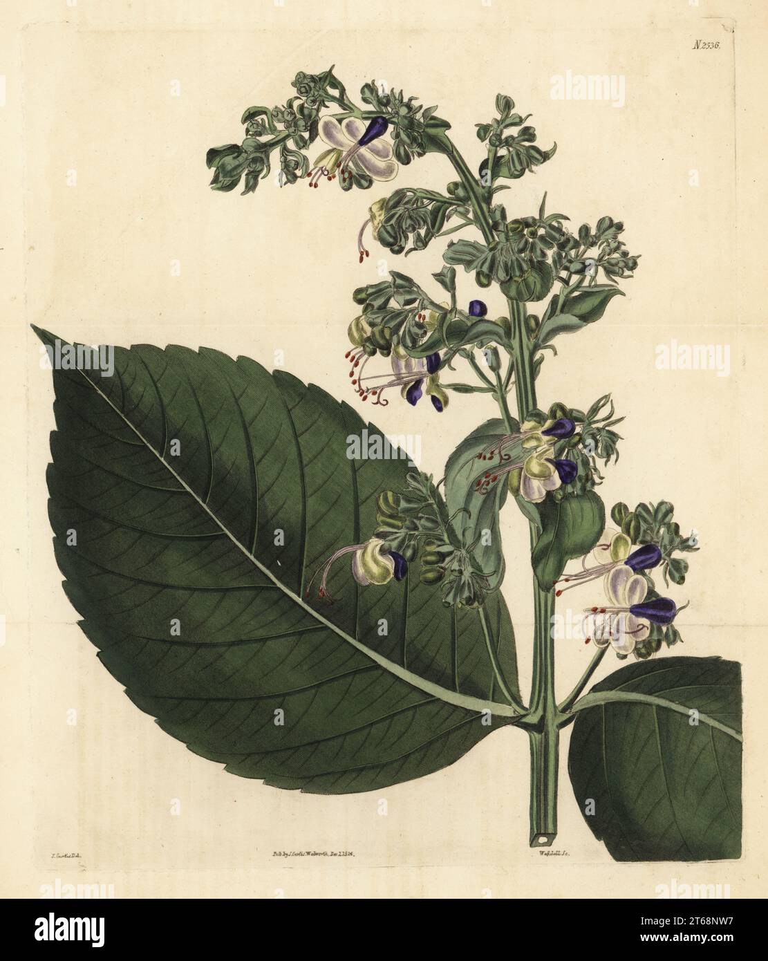 Blue fountain bush, the blue-flowered glory tree or the beetle killer, Rotheca serrata. Broad-leaved clerodendrum, Clerodendrum macrophyllum. Native to Mauritius, introduced by Southwark brewer Robert Barclay from his gardens at Bury Hill. Handcoloured copperplate engraving by Weddell after a botanical illustration by John Curtis from William Curtis's Botanical Magazine, Samuel Curtis, London, 1824. Stock Photo
