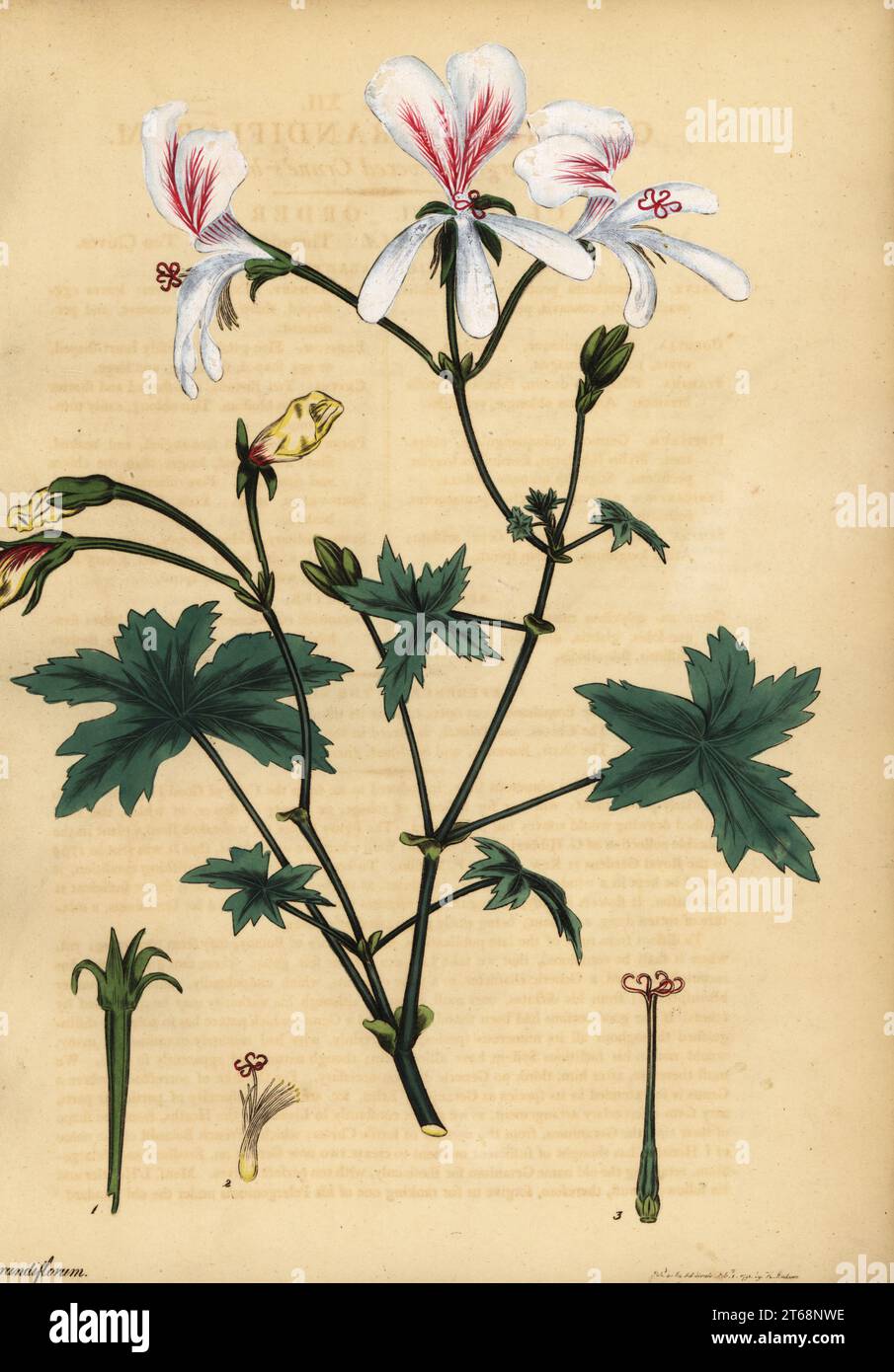 Grielum grandiflorum. Largest flowered crane's-bill, Geranium grandiflorum. Copperplate engraving drawn, engraved and hand-coloured by Henry Andrews from his Botanical Register, Volume 1, published in London, 1799. Stock Photo