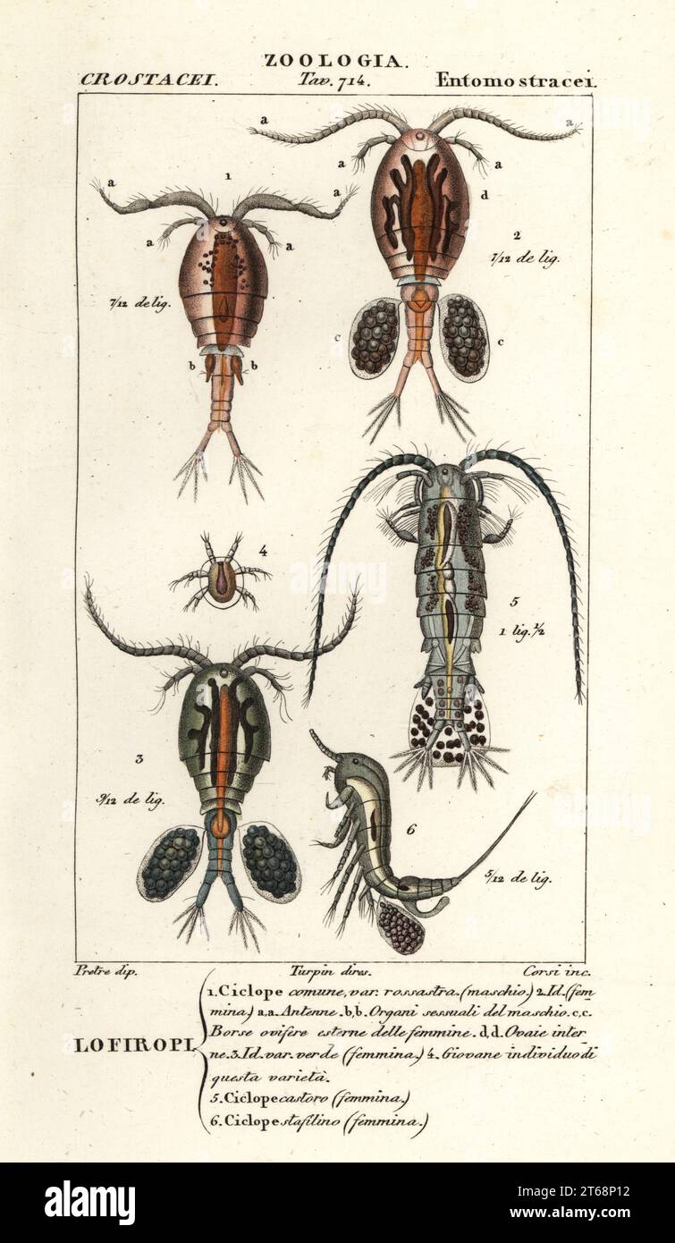Species of copepods. Cyclops vulgaris 1-4, Diaptomus castor 5, Cyclops staphylinus 6. Handcoloured copperplate stipple engraving from Antoine Laurent de Jussieu's Dizionario delle Scienze Naturali, Dictionary of Natural Science, Florence, Italy, 1837. Illustration engraved by Corsi, drawn by Jean Gabriel Pretre and directed by Pierre Jean-Francois Turpin, and published by Batelli e Figli. Turpin (1775-1840) is considered one of the greatest French botanical illustrators of the 19th century. Stock Photo