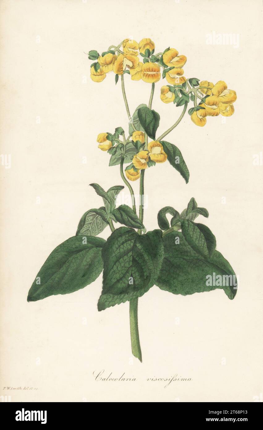 Lady's purse or slipper flower, Calceolaria viscosissima. Raised from seeds by David Cameron of Birmingham Botanic Garden. Very clammy-stemmed slipperwort, Calceolaria integrifolia var. viscosissima. Handcoloured botanical illustration drawn and engraved by Frederick William Smith from Joseph Paxtons Magazine of Botany, and Register of Flowering Plants, Volume 1, Orr and Smith, London, 1834. Stock Photo