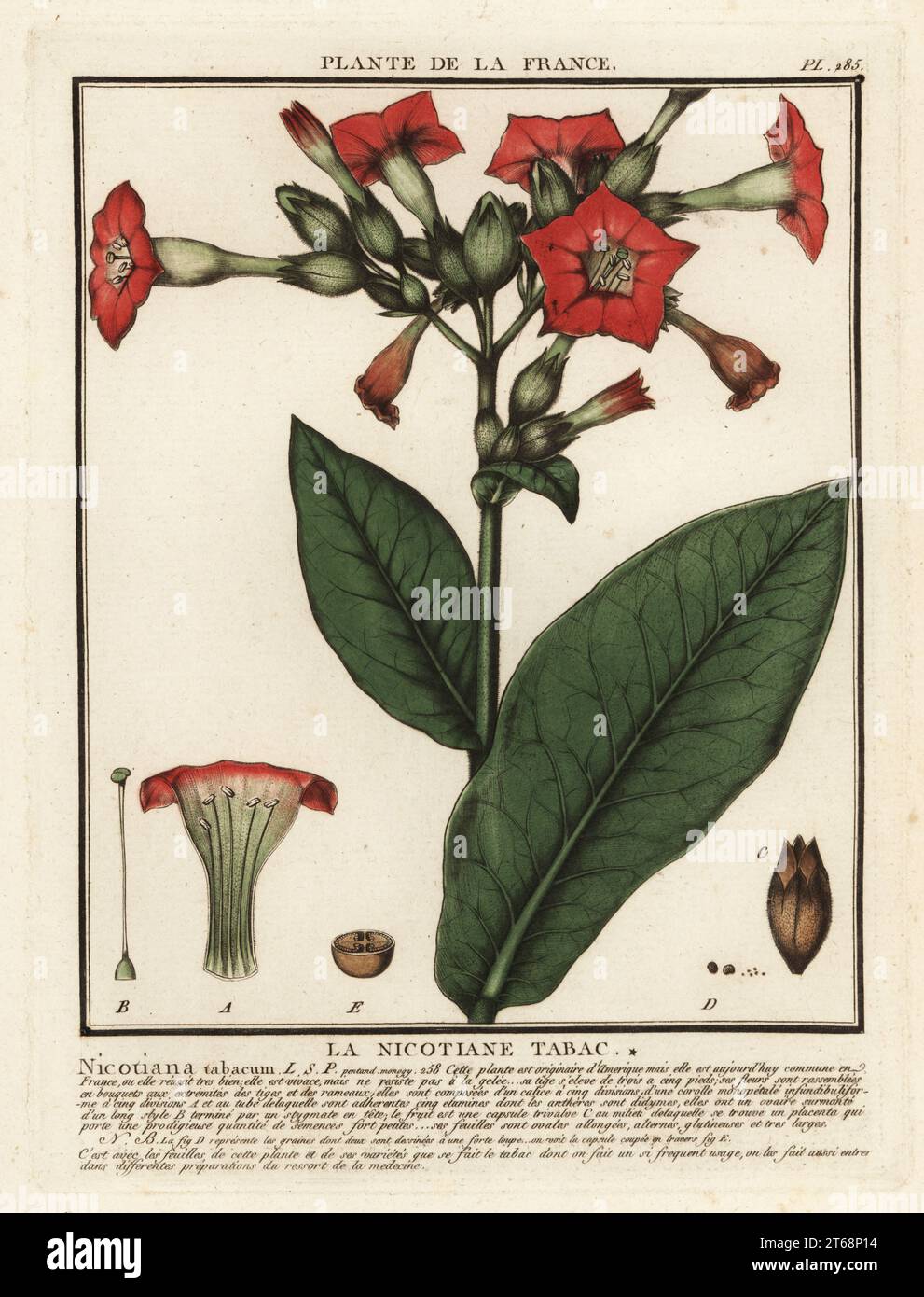 Cultivated tobacco, Le nicotiane tabac, Nicotiana tabacum. Copperplate engraving printed in three colours by Pierre Bulliard from his Herbier de la France, ou collection complete des plantes indigenes de ce royaume, Didot jeune, Debure et Belin, 1780-1793. Stock Photo