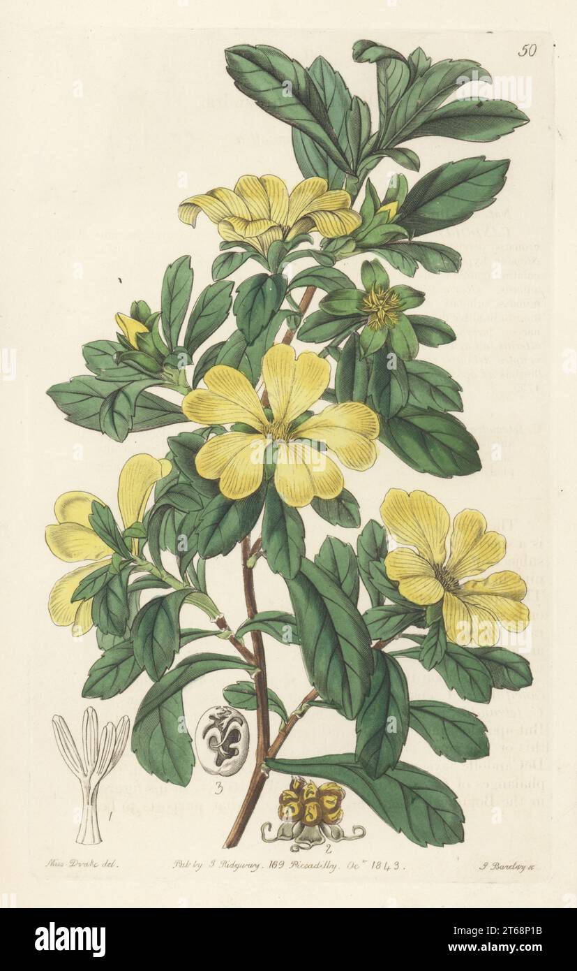 Cut-leaf hibbertia, Hibbertia cuneiformis. Native to the Swan River, Western Australia. Tetrandrous candollea, Candollea tetrandra. Handcoloured copperplate engraving by George Barclay after a botanical illustration by Sarah Drake from Edwards Botanical Register, continued by John Lindley, published by James Ridgway, London, 1843. Stock Photo
