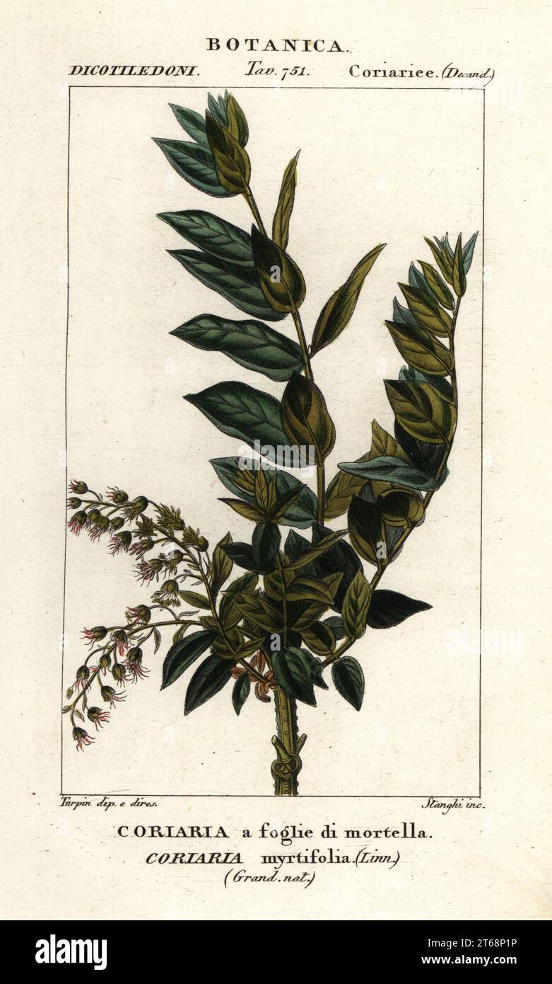 Redoul or roudou tree, Coriaria myrtifolia, Coriaria a foglie di mortella. Handcoloured copperplate stipple engraving from Antoine Laurent de Jussieu's Dizionario delle Scienze Naturali, Dictionary of Natural Science, Florence, Italy, 1837. Illustration engraved by Corsi, drawn and directed by Pierre Jean-Francois Turpin, and published by Batelli e Figli. Turpin (1775-1840) is considered one of the greatest French botanical illustrators of the 19th century. Stock Photo