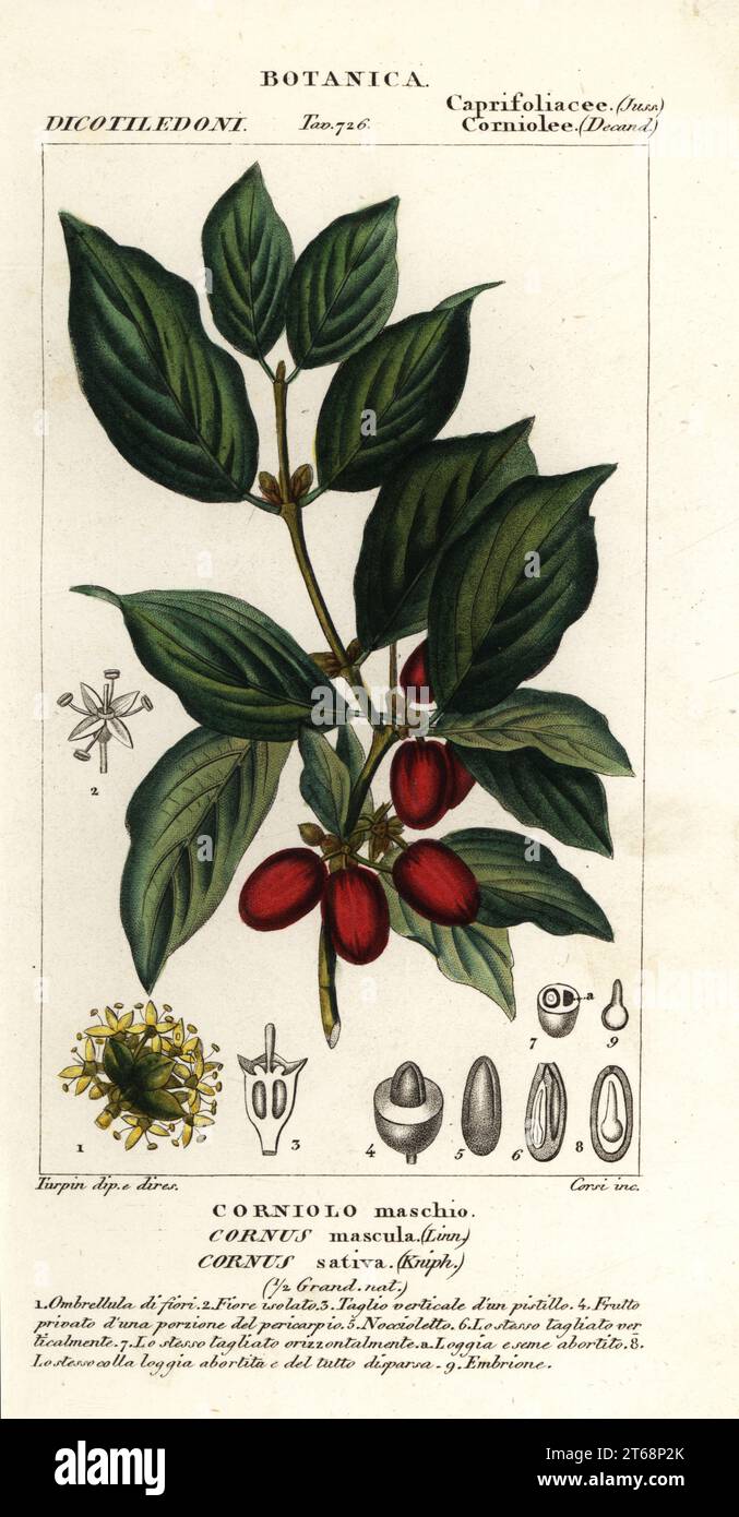 Cornelian cherry, Cornus mas. Cornus mascula, Cornus sativa, Corniolo maschio. Handcoloured copperplate stipple engraving from Antoine Laurent de Jussieu's Dizionario delle Scienze Naturali, Dictionary of Natural Science, Florence, Italy, 1837. Illustration engraved by Corsi, drawn and directed by Pierre Jean-Francois Turpin, and published by Batelli e Figli. Turpin (1775-1840) is considered one of the greatest French botanical illustrators of the 19th century. Stock Photo