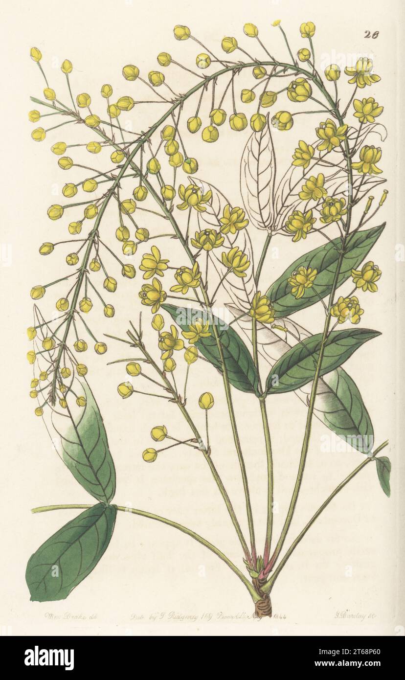 Thin ash-leaved berberry, Berberis tenuifolia. Native to Cuba and Mexico, found by plant hunter Karl Theodor Hartweg at Zaquapam, and raised in the Horticultural Society garden. Handcoloured copperplate engraving by George Barclay after a botanical illustration by Sarah Drake from Edwards Botanical Register, continued by John Lindley, published by James Ridgway, London, 1844. Stock Photo