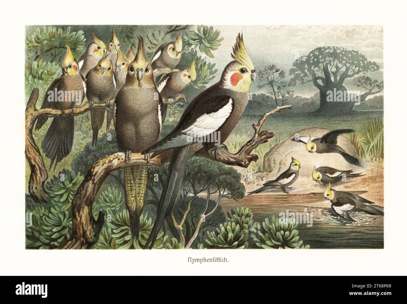 Flock of cockatiels, weiro birds or quarrion, Nymphicus hollandicus, at a water hole. An Australian baobab tree, Adansonia gregorii, in the background. Chromolithograph by Robert Kretschmer from Alfred Edmund Brehm's Tierleben (Brehm's Animal Life), Bibliographisches Institut, Leipzig, 1882. Stock Photo