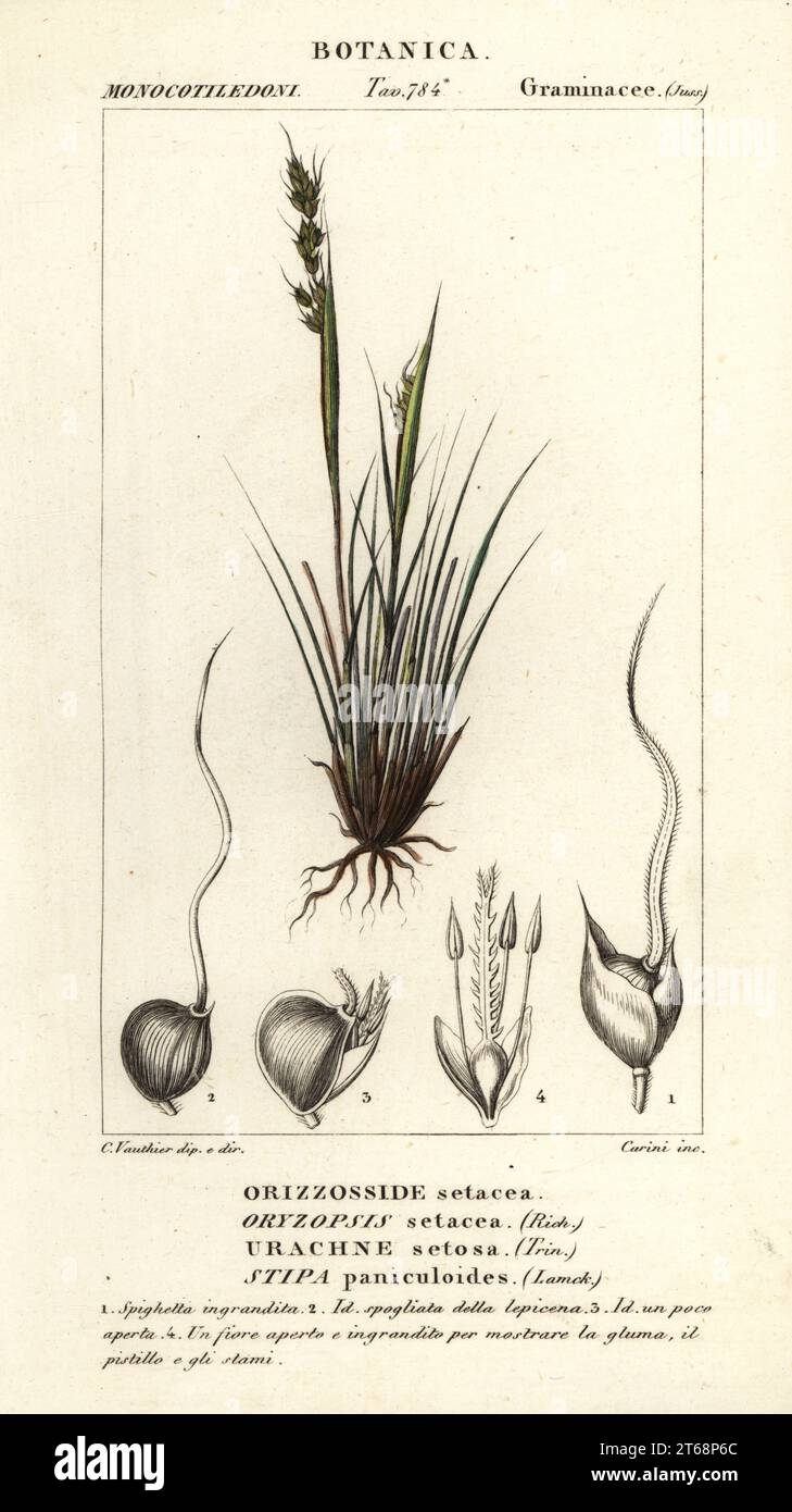 Speargrass, Piptochaetium panicoides. Oryzopsis setacea, Urachne setosa, Stipa paniculoides, Orizzosside setacea. Handcoloured copperplate stipple engraving from Antoine Laurent de Jussieu's Dizionario delle Scienze Naturali, Dictionary of Natural Science, Florence, Italy, 1837. Illustration engraved by Corsi, drawn and directed by C. Vauthier, and published by Batelli e Figli. Turpin (1775-1840) is considered one of the greatest French botanical illustrators of the 19th century. Stock Photo