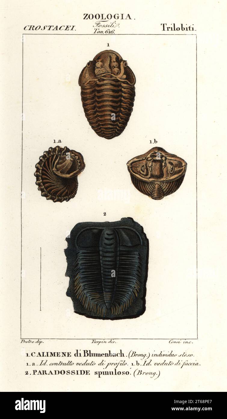 Fossils of extinct Trilobites. Dudley bug or Dudley locust, Calymene blumenbachii 1, and Paradoxides spinulosus 2. Calimene di Blumenbach, Paradosside spinuloso. Handcoloured copperplate stipple engraving from Antoine Laurent de Jussieu's Dizionario delle Scienze Naturali, Dictionary of Natural Science, Florence, Italy, 1837. Illustration engraved by Corsi, drawn by Jean Gabriel Pretre and directed by Pierre Jean-Francois Turpin, and published by Batelli e Figli. Turpin (1775-1840) is considered one of the greatest French botanical illustrators of the 19th century. Stock Photo