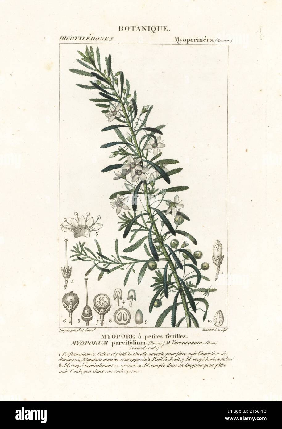 Creeping boobialla, Myoporum parvifolium, Myoporum verrucosum, Myopore a petites feuilles. Handcoloured copperplate stipple engraving from Antoine Laurent de Jussieu's Dizionario delle Scienze Naturali, Dictionary of Natural Science, Florence, Italy, 1837. Illustration engraved by Massard, drawn and directed by Pierre Jean-Francois Turpin, and published by Batelli e Figli. Turpin (1775-1840) is considered one of the greatest French botanical illustrators of the 19th century. Stock Photo