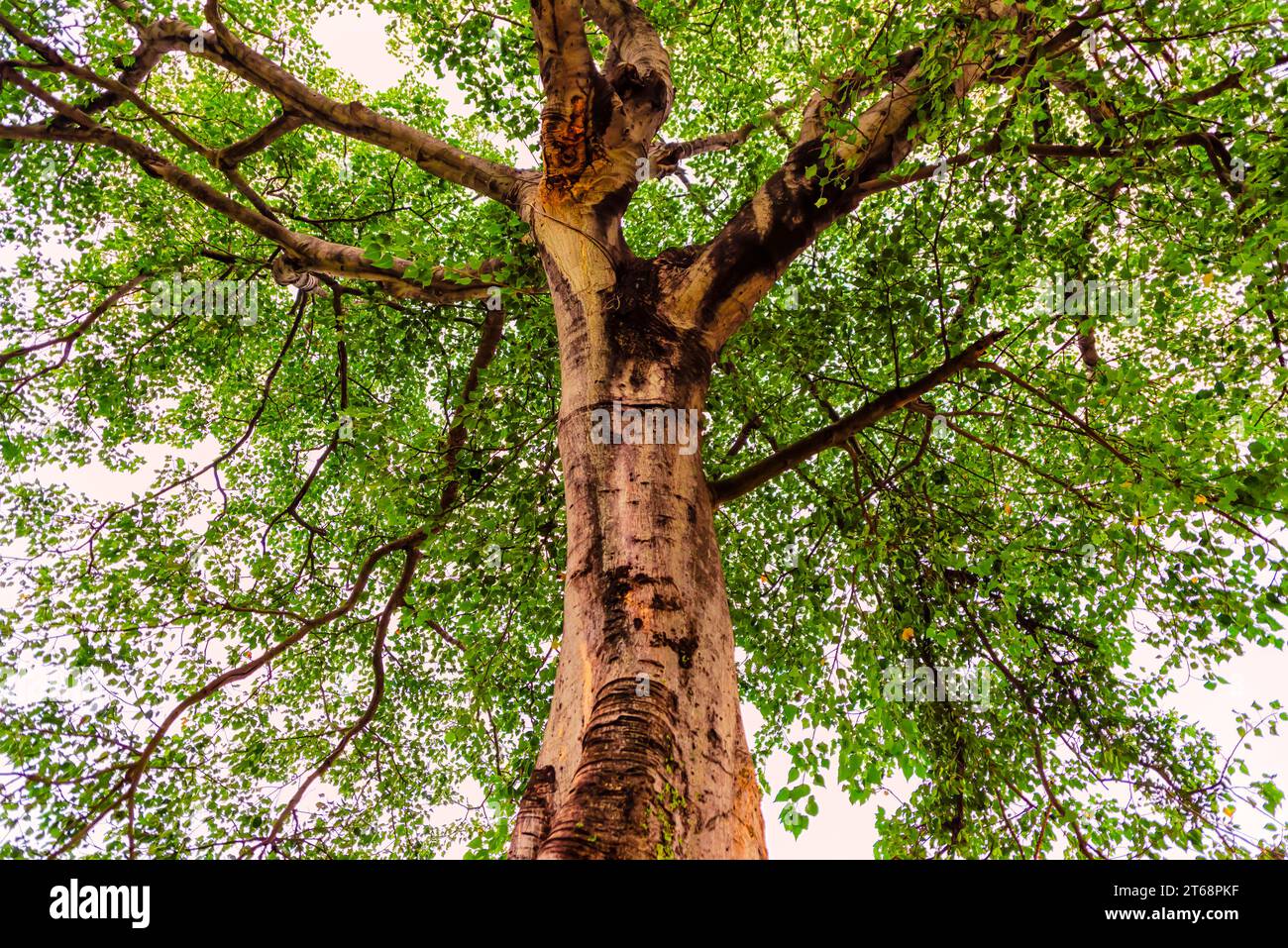 A close up of the canopy of the peepal tree, Ficus religiosa. Stock Photo