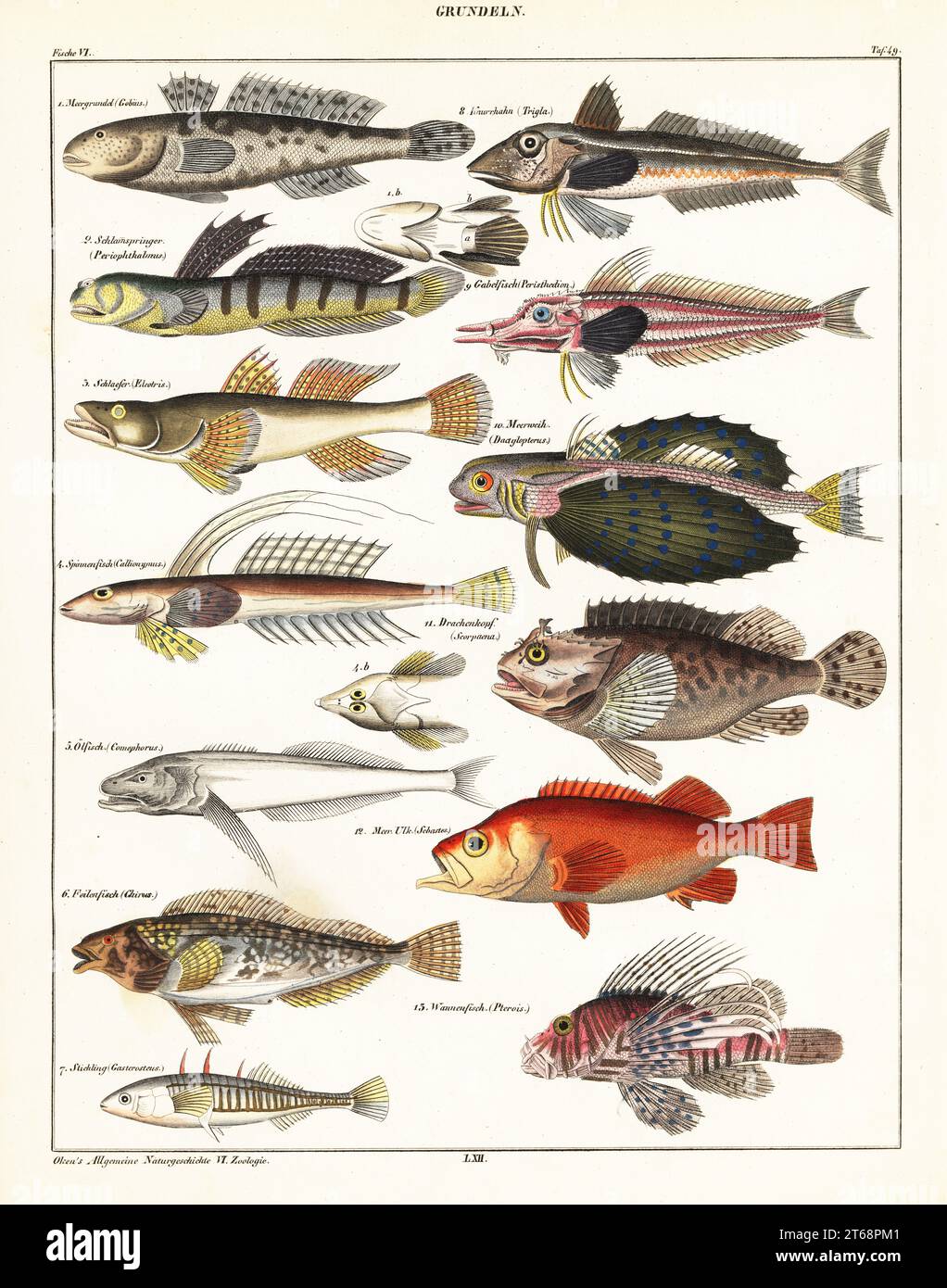 Fish species. Plate 49: Grundeln. 1 goby, Gobius, Meergrundel, 2 mudskipper, Periophthalmus, Schlammspringer, 3 dusky sleeper, Eleotris fusca, Schlaefer, 4 dragonet, Callionymus, Spinnenfisch, 5 Baikal oilfish, Comephorus baikalensis, Olfisch, 6 greenling, Hexagrammos, Feilenfiscch (Chirus), 7 three-spined stickleback, Gasterosteus aculeatus, Stichling, 8. piper gurnard, Trigla lyra, Knurrhahn, 9 armored searobin, Peristedion, Gabelfisch, 10 flying gurnard, Dactylopterus volitans, Meerweih, 11 scorpion fish, Scorpaena porcus, Drachenkopf, 12 rose fish, Sebastes norvegicus, Meer Ulk, and 13 spo Stock Photo