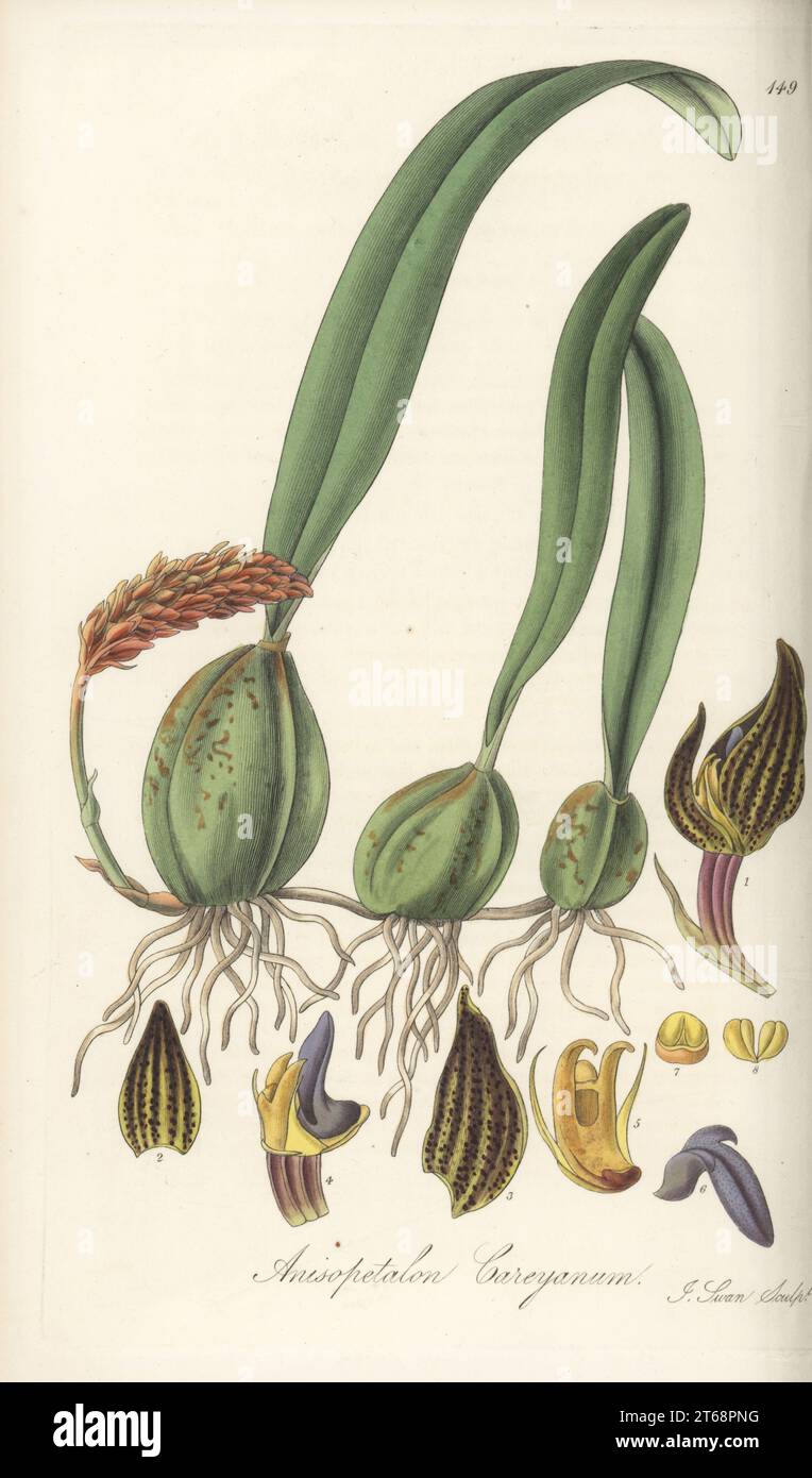 Bulbophyllum careyanum orchid. Native of the Himalayas, Bhutan, Myanmar and Indo-China, and sent from Serampore by missionary botanist Dr. William Carey. Dr Carey's anisopetalon, Anisopetalon careyanum. Handcoloured copperplate engraving by Joseph Swan after a botanical illustration by William Jackson Hooker from his Exotic Flora, William Blackwood, Edinburgh, 1823-27. Stock Photo