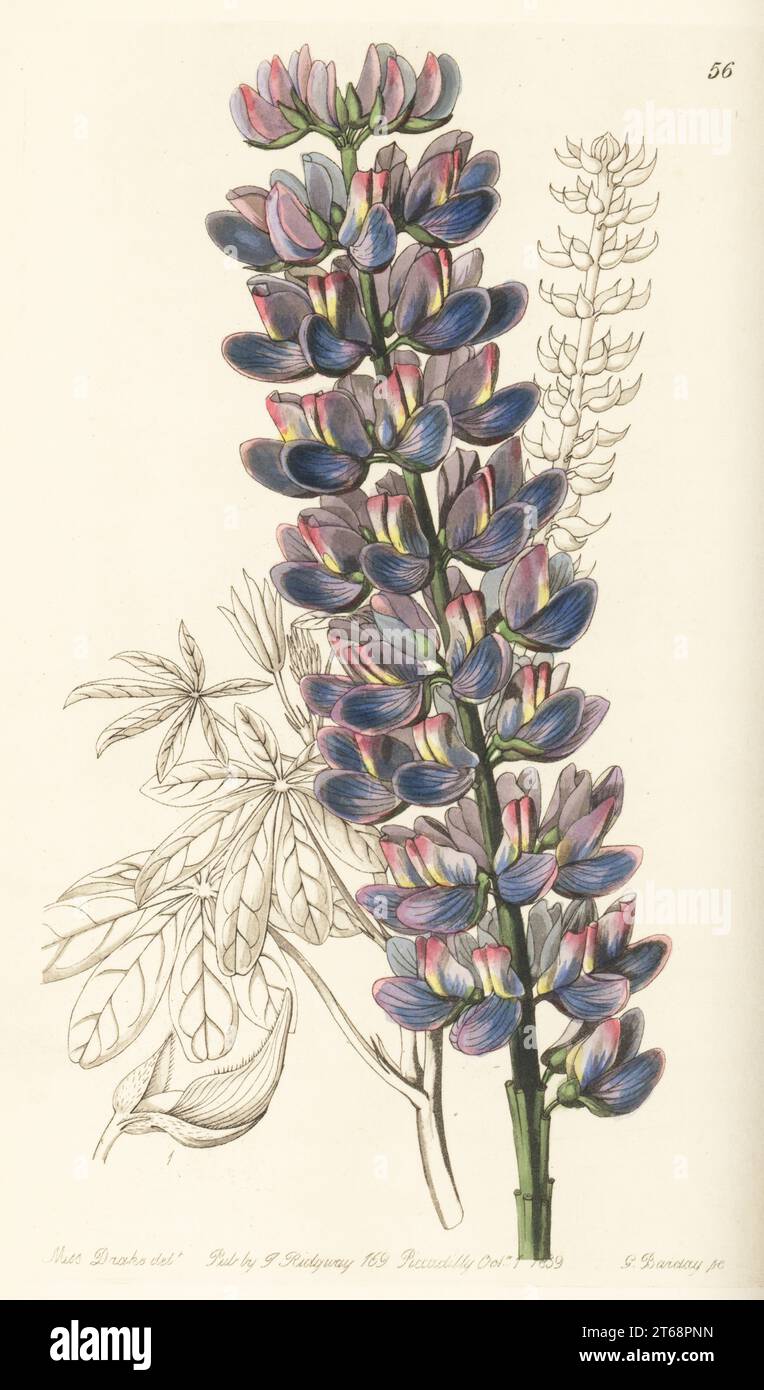 Mr. Barker's lupine, Lupinus barkeri. Native of Mexico, and imported by George Barker of Birmingham. Handcoloured copperplate engraving by George Barclay after a botanical illustration by Sarah Drake from Edwards Botanical Register, edited by John Lindley, published by James Ridgway, London, 1839. Stock Photo