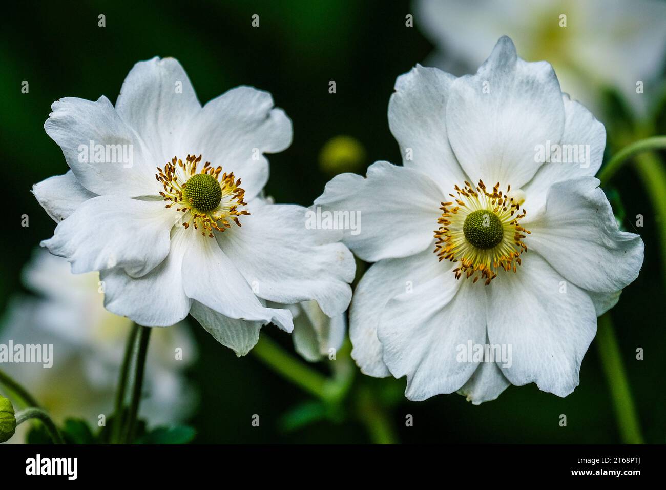A close up of Japanese Anemone Eriocapitela hupehensis growing in a garden in the UK. Stock Photo