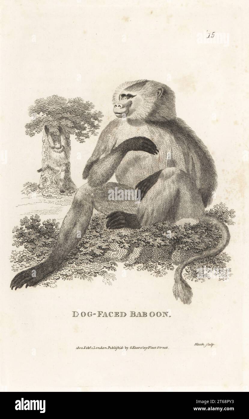 Hamadryas baboon, Papio hamadryas. Dog-faced baboon, Simia hamadryas. After an illustration by James Sowerby in the Speculum Linnaeanum, 1790. Copperplate engraving by James Heath from George Shaws General Zoology: Mammalia, G. Kearsley, Fleet Street, London, 1800. Stock Photo