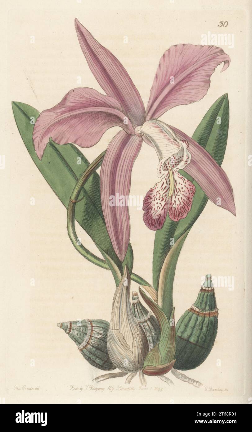 Mayflower orchid, flor de Mayo, Laelia speciosa. Found in Mexico and Guatelama. Sent from Mexico by botanist Dr. Schiede. The May-flower laelia, Laelia majalis. Handcoloured copperplate engraving by George Barclay after a botanical illustration by Sarah Drake from Edwards Botanical Register, continued by John Lindley, published by James Ridgway, London, 1844. Stock Photo