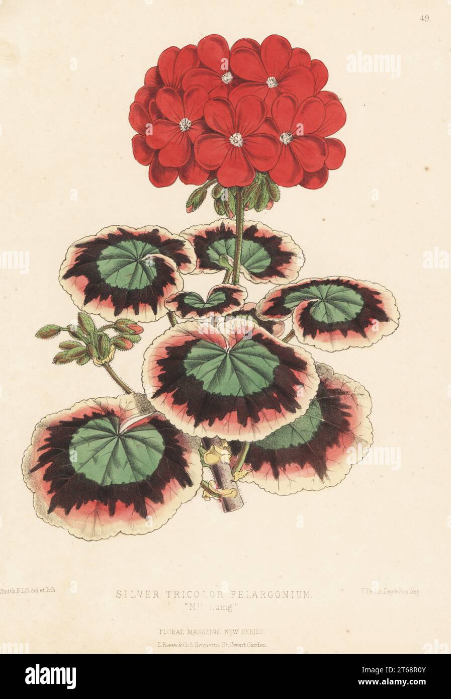 Silver tricolor pelargonium, Mrs Laing. A prize-winning hybrid of this popular geranium. Handcolored botanical illustration drawn and lithographed by Worthington George Smith from Henry Honywood Dombrain's Floral Magazine, New Series, Volume 2, L. Reeve, London, 1873. Lithograph printed by Vincent Brooks, Day & Son. Stock Photo