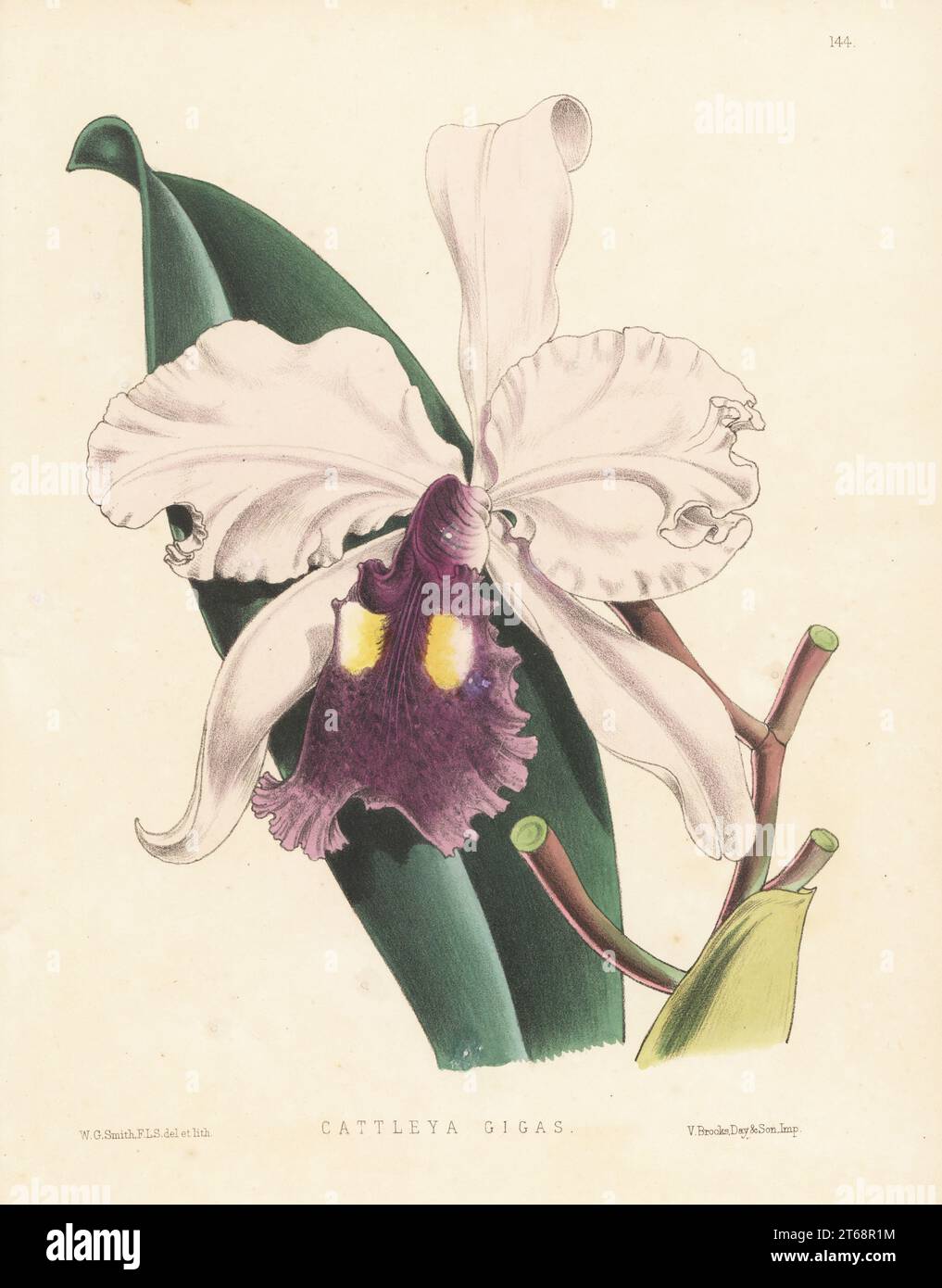 Warscewicz's Cattley's orchid, Cattleya warscewiczii. Sketched from a plant in Lord Londesborough'ts collection at Norbiton. First collected by Polish botanist Jozef Warszewicz in Colombia in 1848-49 and formally described by Heinrich Gustav Reichenbach in 1855. As Cattleya gigas. Handcolored botanical illustration drawn and lithographed by Worthington George Smith from Henry Honywood Dombrain's Floral Magazine, New Series, Volume 3, L. Reeve, London, 1874. Lithograph printed by Vincent Brooks, Day & Son. Stock Photo