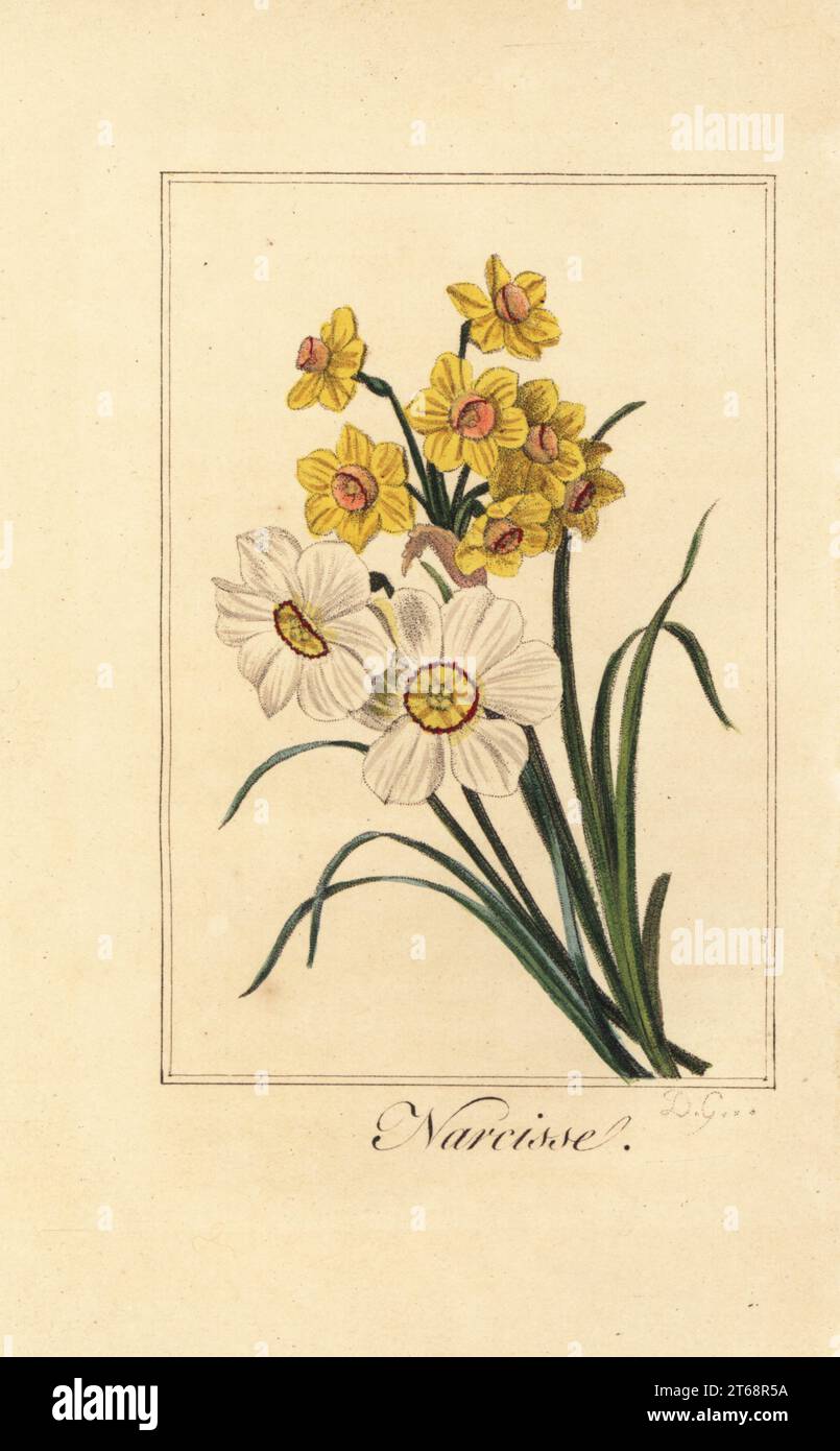 Daffodil varieites, Narcisse, Narcissus poeticus and Narcissus