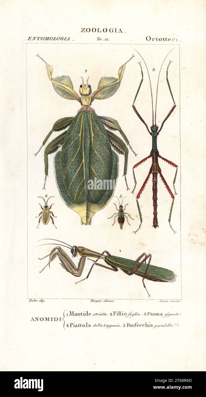 European mantis, Mantis religiosa 1, leaf insect, Phyllium siccifolium 2, stick insect, Phasma gigas 3, dusky cockroach, Ectobius lapponicus 4, and earwig, Forficula parallela 5. Handcoloured copperplate stipple engraving from Jussieu's Dizionario delle Scienze Naturali, Dictionary of Natural Science, Florence, Italy, 1837. Illustration engraved by Verico, drawn by Jean Gabriel Pretre and published by Batelli e Figli. Turpin (1775-1840) is considered one of the greatest French botanical illustrators of the 19th century. Stock Photo