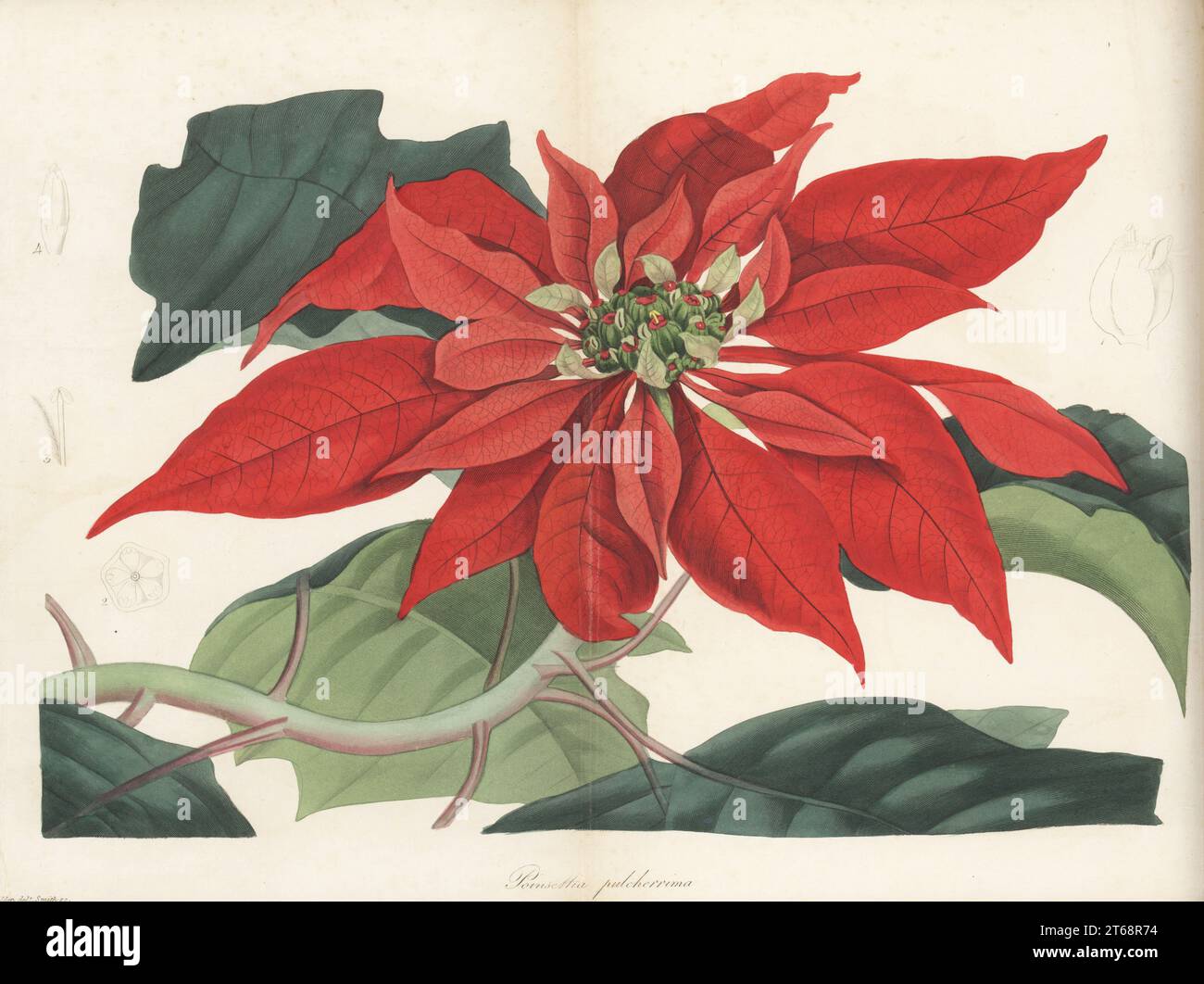 Poinsettia, Euphorbia pulcherrima. Discovered in Mexico by American botanist Joel Roberts Poinsette, introduced to Britain by James McNab of the Royal Botanic Garden Edinburgh. Showy poinsettia, Poinsettia pulcherrima. Handcoloured engraving by Frederick William Smith after a botanical illustration by Samuel Holden from Joseph Paxtons Magazine of Botany, and Register of Flowering Plants, Volume 4, Orr and Smith, London, 1837. Stock Photo