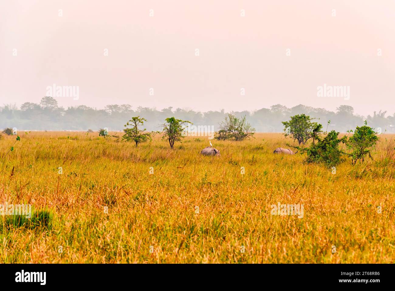 A great Indian rhinoceros foraging in a grassland inside the Pobitora