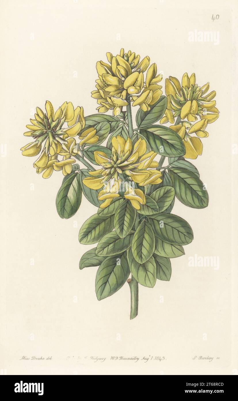 Dalmatian laburnum, Petteria ramentacea (Cytisus weldenii, named for General Baron Ludwig van Welden). Handcoloured copperplate engraving by George Barclay after a botanical illustration by Sarah Drake from Edwards Botanical Register, continued by John Lindley, published by James Ridgway, London, 1843. Stock Photo