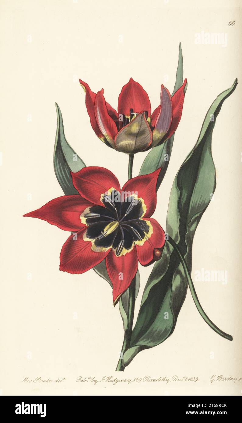 Red tulip of Bologne, Tulipa agenensis. Native to Turkey, Iran and the Mediterranean. Strong-smelling tulip, Tulipa maleolens. Handcoloured copperplate engraving by George Barclay after a botanical illustration by Sarah Drake from Edwards Botanical Register, edited by John Lindley, published by James Ridgway, London, 1839. Stock Photo