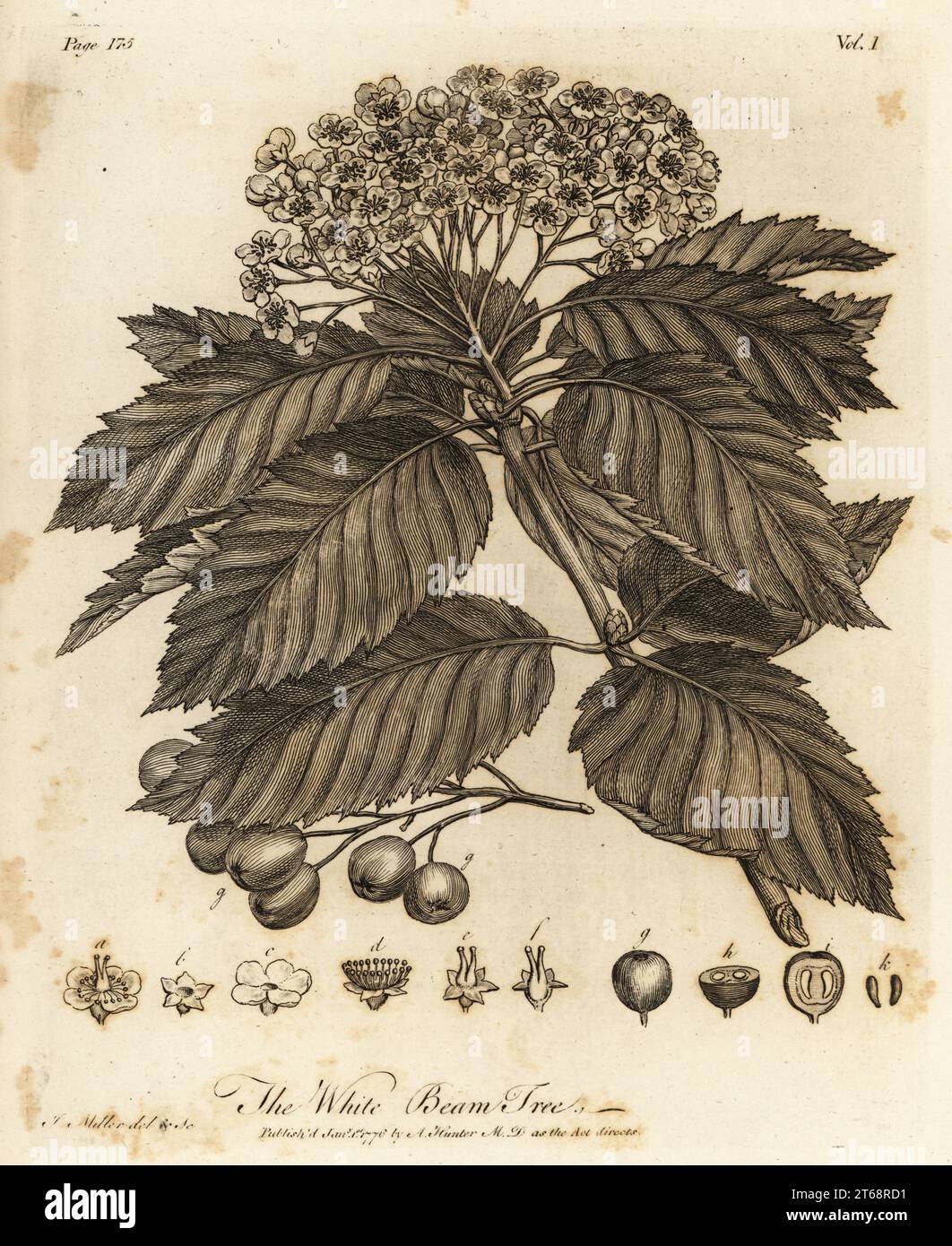 Whitebeam, Sorbus aria. White Beam Tree., Crataegus aria. Copperplate engraving drawn and engraved by John Miller (Johann Sebastian Muller) from John Evelyns Sylva, or A Discourse of Forest Trees and the Propagation of Timer, J. Dodsley, London, 1776. Stock Photo