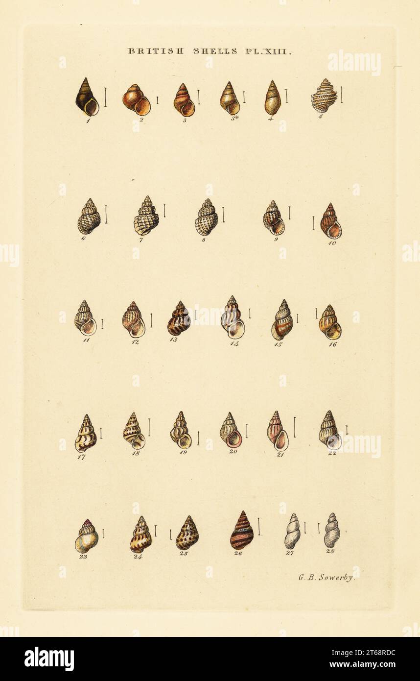 Minute sea shell varieties, Rissoa, Cingula, Assimina, etc. Handcoloured copperplate engraving by George Brettingham Sowerby from his own Illustrated Index of British Shells, Sowerby and Simpkin, Marshall & Co., London, 1859. George Brettingham Sowerby II (1812-1884), British naturalist, illustrator, and conchologist. . Stock Photo