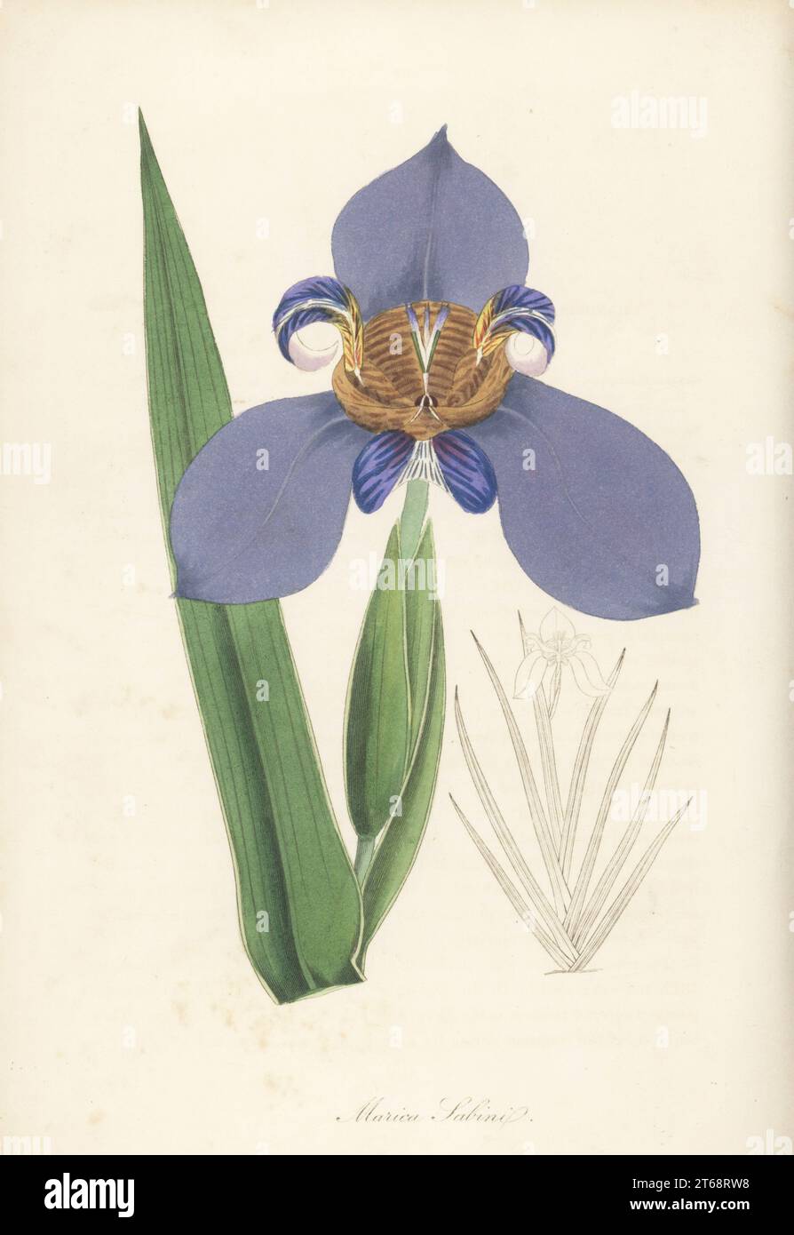 North's false flag or walking iris, Trimezia northiana. Native to Brazil, introduced to the Horticultural Society in 1822. Captain Sabine's marica, Marica sabini. Handcoloured engraving from Joseph Paxtons Magazine of Botany, and Register of Flowering Plants, Volume 1, Orr and Smith, London, 1834. Stock Photo
