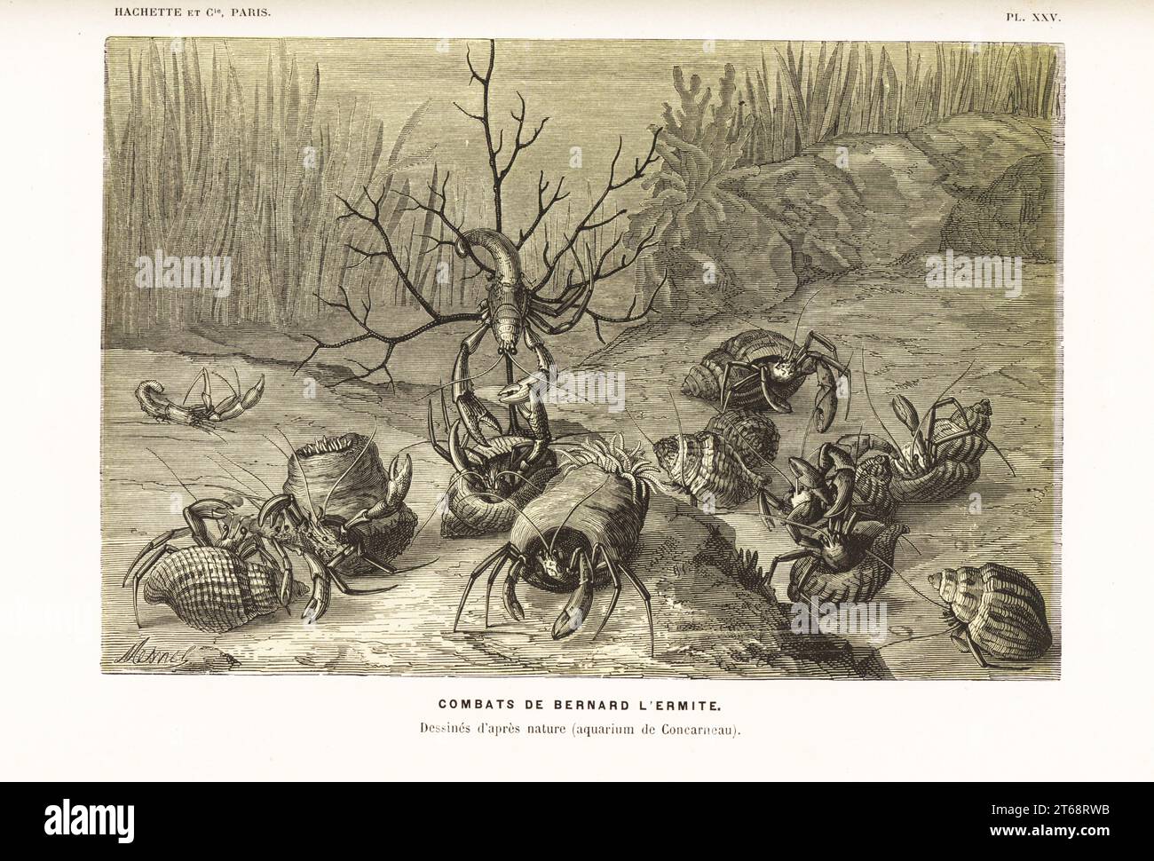 Hermit crabs, Pagurus bernhardus, fighting over shells. Drawn after nature by Olivier Fredol at Concarneau aquarium. Chromolithograph by A. Mesnel from Alfred Fredols Le Monde de la Mer, the World of the Sea, edited by Olivier Fredol, Librairie Hachette et. Cie., Paris, 1881. Alfred Fredol was the pseudonym of French zoologist and botanist Alfred Moquin-Tandon, 1804-1863. Stock Photo