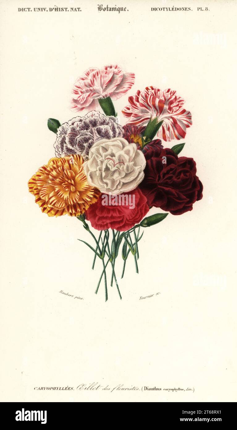 Group of carnations, Dianthus caryophyllus. Oeillet des fleuristes. Handcolored engraving by Felicie Fournier after an illustration by Louis Joseph Edouard Maubert from Charles d'Orbigny's Dictionnaire Universel d'Histoire Naturelle (Universal Dictionary of Natural History), Paris, 1849. Stock Photo