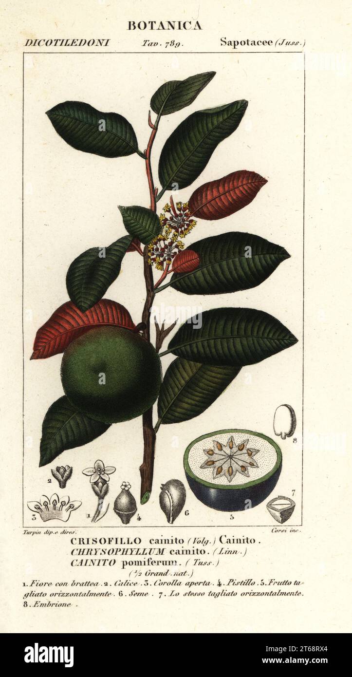 Cainito, tar apple or star apple, Chrysophyllum cainito, Cainito pomiferum, Crisofillo cainito, Handcoloured copperplate stipple engraving from Antoine Laurent de Jussieu's Dizionario delle Scienze Naturali, Dictionary of Natural Science, Florence, Italy, 1837. Illustration engraved by Corsi, drawn and directed by Pierre Jean-Francois Turpin, and published by Batelli e Figli. Turpin (1775-1840) is considered one of the greatest French botanical illustrators of the 19th century. Stock Photo