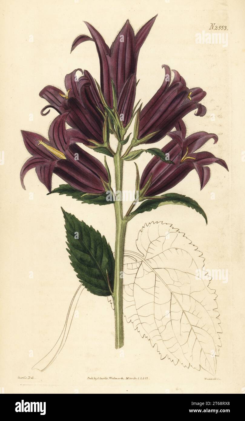 Giant bellflower, Campanula latifolia. Large-flowered giant bell-flower ...