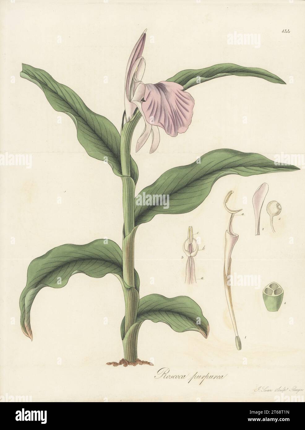 Purple roscoea, Roscoea purpurea. Ginger species (Zingiberaceae) native to the Himalayas and Nepal. Handcoloured copperplate engraving by Joseph Swan after a botanical illustration by William Jackson Hooker from his Exotic Flora, William Blackwood, Edinburgh, 1823-27. Stock Photo
