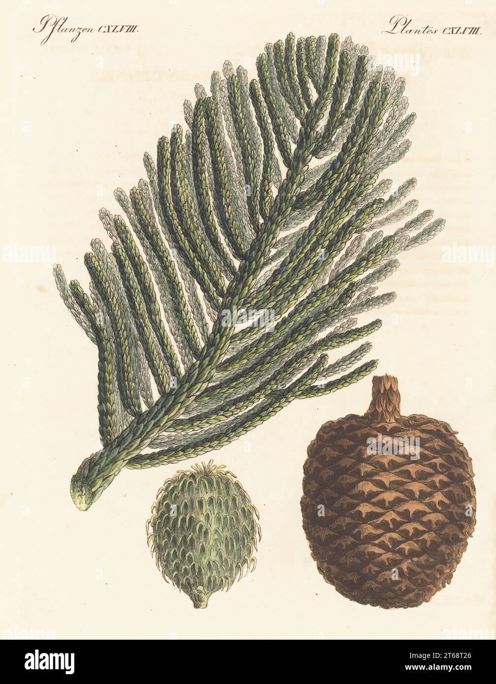 Norfolk Island pine or Norfolk pine, Araucaria heterophylla. Branch with needles and pine cone. Le Sapin-geant des terres Australes, Araucaria excelsa. Copied from a botanical by Ferdinand Bauer in Aylmer Lambert's Description of the Genus Pinus, 1803. Handcoloured copperplate engraving from Carl Bertuch's Bilderbuch fur Kinder (Picture Book for Children), Weimar, 1815. A 12-volume encyclopedia for children illustrated with almost 1,200 engraved plates on natural history, science, costume, mythology, etc., published from 1790-1830. Stock Photo