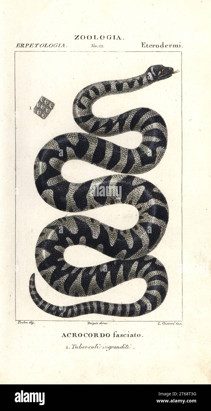 Wart snake or little filesnake, Acrochordus granulatus. Handcoloured copperplate stipple engraving from Jussieu's Dizionario delle Scienze Naturali, Dictionary of Natural Science, Florence, Italy, 1837. Illustration engraved by L. Giarre, drawn by Jean Gabriel Pretre, directed by Pierre Jean-Francois Turpin, and published by Batelli e Figli. Turpin (1775-1840) is considered one of the greatest French botanical illustrators of the 19th century. Stock Photo