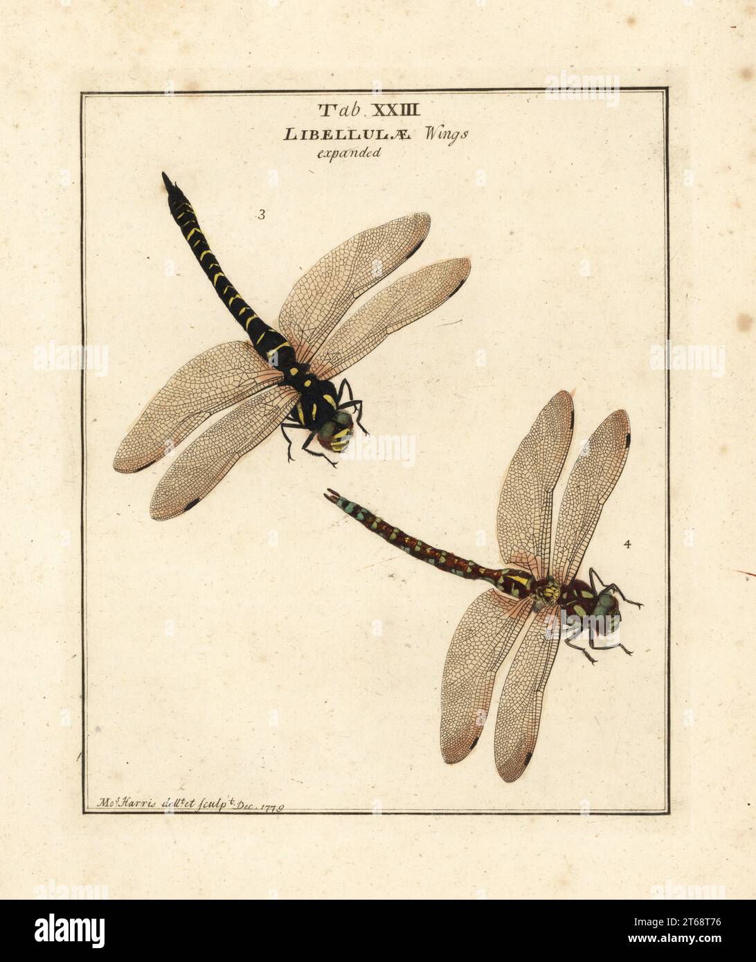 Golden-ringed dragonfly, Cordulegaster boltonii, female 3, and southern hawker or blue hawker dragonfly, Aeshna cyanea, male 4. Libellula forcipata, Libellula anguis. Handcoloured copperplate engraving drawn and engraved by Moses Harris from his own Exposition of English Insects, Including the several Classes of Neuroptera, Hymenoptera, Diptera, or Bees, Flies and Libellulae, White and Robson, London, 1782. Stock Photo