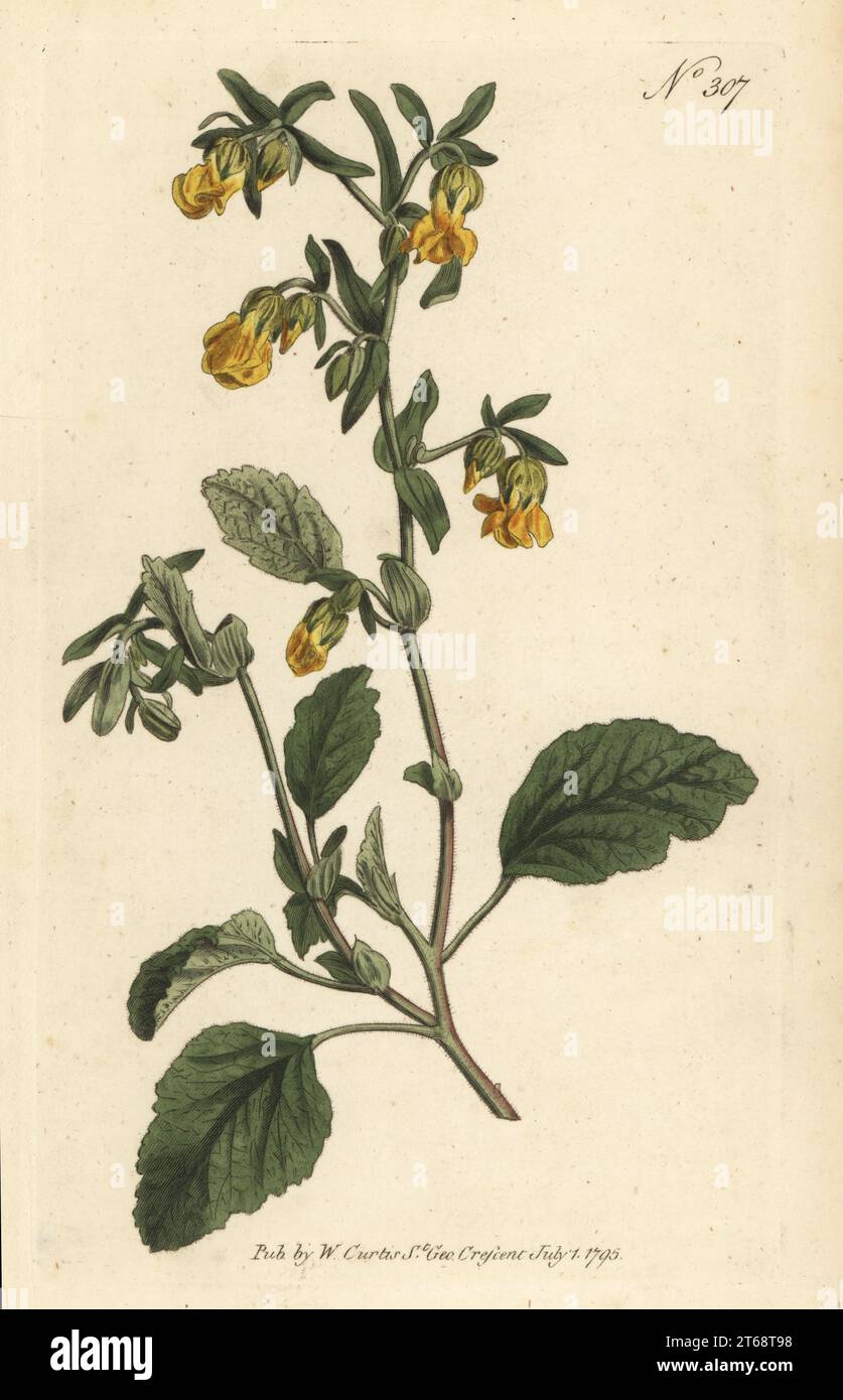 Marsh-mallow-leaved hermannia, Hermannia althaeifolia. Native to the Cape, South Africa. Handcoloured copperplate engraving after a botanical illustration from William Curtis's Botanical Magazine, Stephen Couchman, London, 1795. Stock Photo