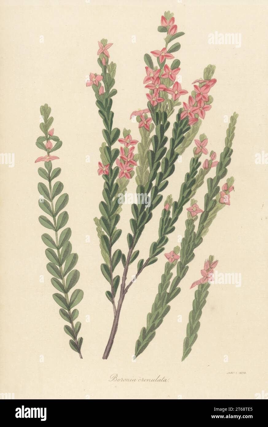 Aniseed boronia or crenulate-leaved boronia, Boronia crenulata. Native to Western Australia, found by Scottish botanist Archibald Menzies at King George's Sound, and described by English botanist James Edward Smith in 1807. Handcoloured engraving from Joseph Paxtons Magazine of Botany, and Register of Flowering Plants, Volume 4, Orr and Smith, London, 1837. Stock Photo