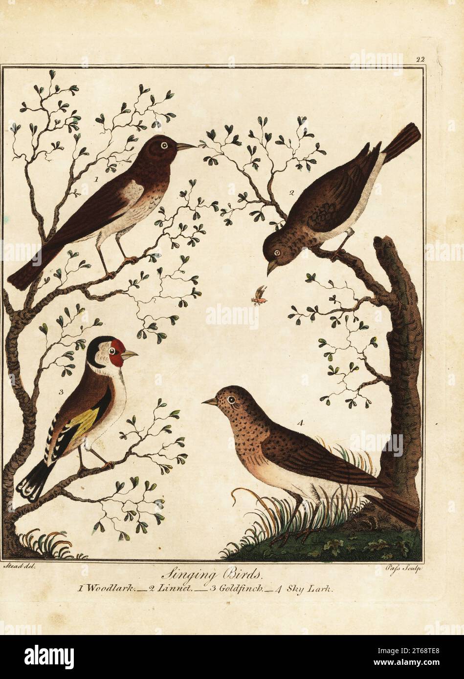 Songbirds: woodlark, Lullula arborea 1, linnet, Linaria cannabina 2, goldfinch, Carduelis carduelis 3, and sky lark, Alauda arvensis 4. Handcoloured copperplate engraving by J. Pass after an illustration by Daniel Dodd from William Augustus Osbaldistons The British Sportsman, or Nobleman, Gentleman and Farmers Dictionary of Recreation and Amusement, J. Stead, London, 1792. Stock Photo