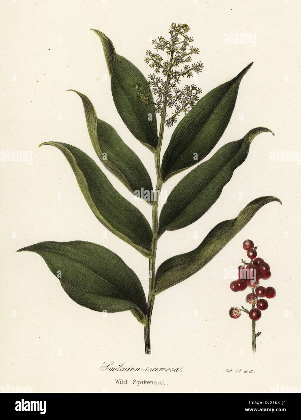 Treacleberry, Maianthemum racemosum (Wild spikenard, Smilacina racemosa). Handcoloured lithograph by Endicott after a botanical illustration from John Torreys A Flora of the State of New York, Carroll and Cook, Albany, 1843. The plates drawn by John Torrey, Agnes Mitchell, Elizabeth Paoley and Swinton. John Torrey was an American botanist, chemist and physician 1796-1873. Stock Photo
