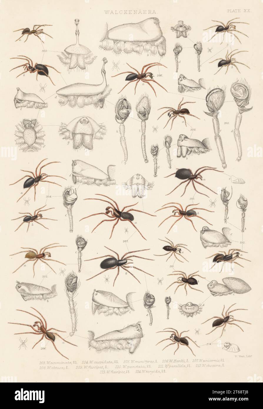 Dwarf spiders, Walckenaeria acuminata 203, Walckenaeria cuspidata 204, Walckenaeria monoceros 205, Leptothrix hardyi 206, Walckenaeria unicornis 207, Walckenaeria obtusa 208, Monocephalus fuscipes 209, Lophomma punctatum 210, Pelecopsis parallela 211, Cnephalocotes obscurus 212, Entelecara flavipes 213, and sheet weaver spider, Thyreosthenius parasiticus 214. Handcoloured lithograph by W. West from John Blackwalls A History of the Spiders of Great Britain and Ireland, Ray Society, London, 1861. Stock Photo