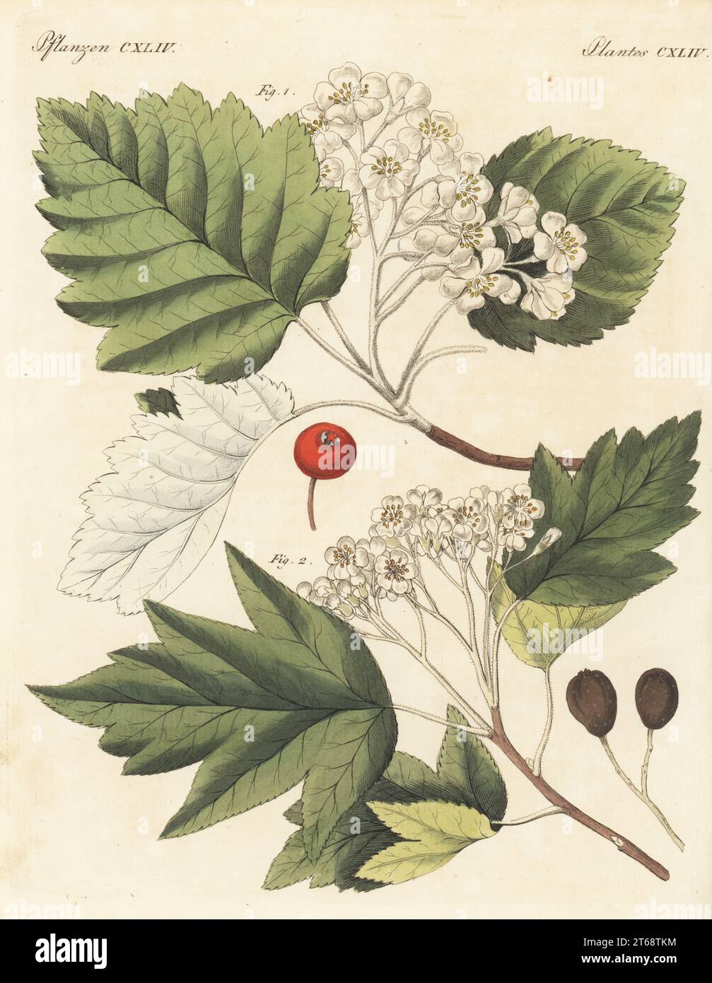 Whitebeam tree, Aria edulis 1 and wild service tree, chequers, and checker tree, Sorbus torminalis 2. Branch with blossom, flower, leaf, fruit and seed. The botanicals were drawn by Henriette and Conrad Westermayr, F. Götz and C. Ermer. Handcoloured copperplate engraving from Carl Bertuch's Bilderbuch fur Kinder (Picture Book for Children), Weimar, 1813. A 12-volume encyclopedia for children illustrated with almost 1,200 engraved plates on natural history, science, costume, mythology, etc., published from 1790-1830. Stock Photo