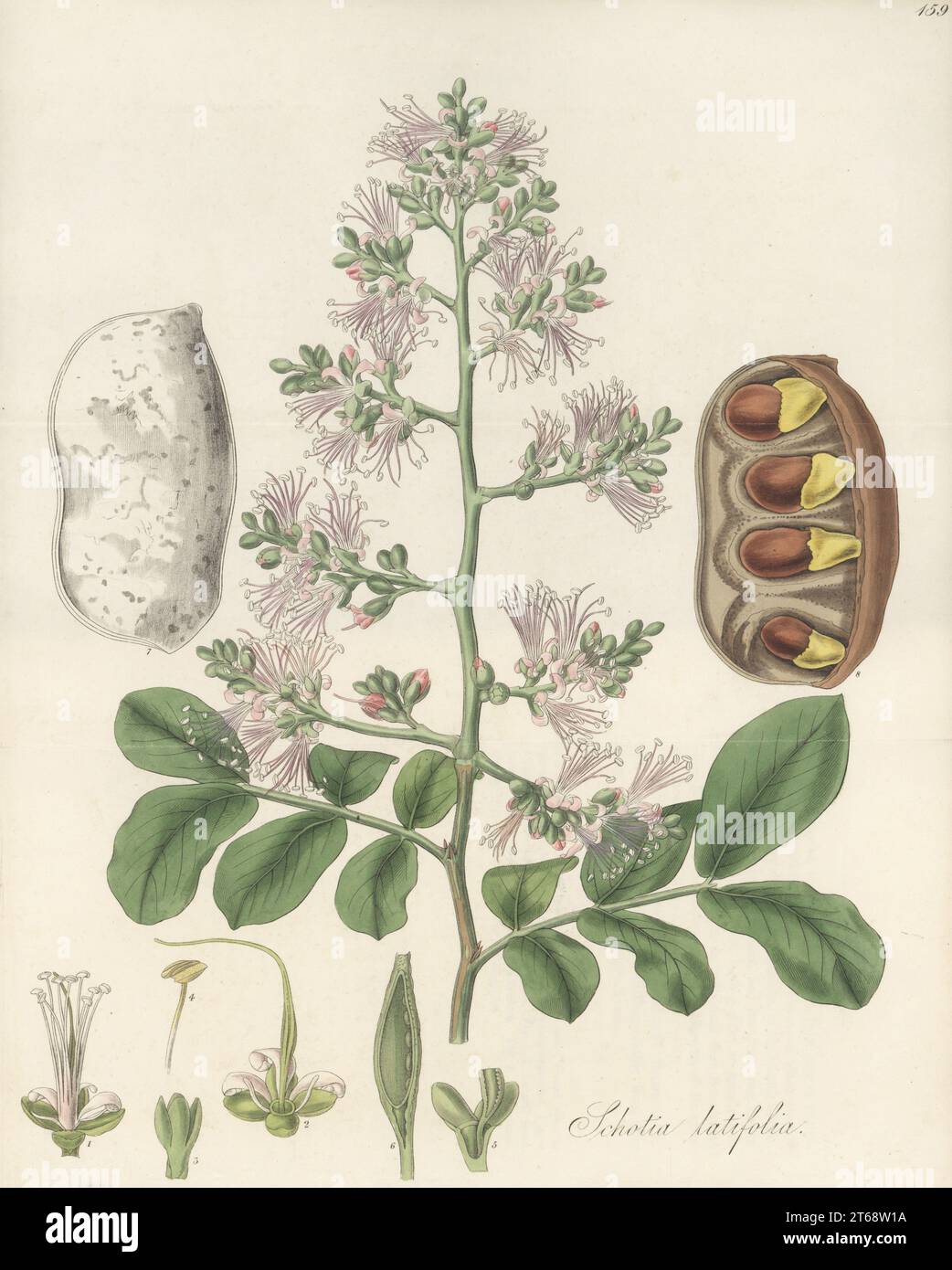 Forest boer-bean or broad-leaved schotia, Schotia latifolia. Native to Africa, sent from South Africa by William John Burchell to Scottish botanist John Hope at Edinburgh Botanic Garden. Seeds are edible when roasted. Handcoloured copperplate engraving by Joseph Swan after a botanical illustration by William Jackson Hooker from his Exotic Flora, William Blackwood, Edinburgh, 1827. Stock Photo