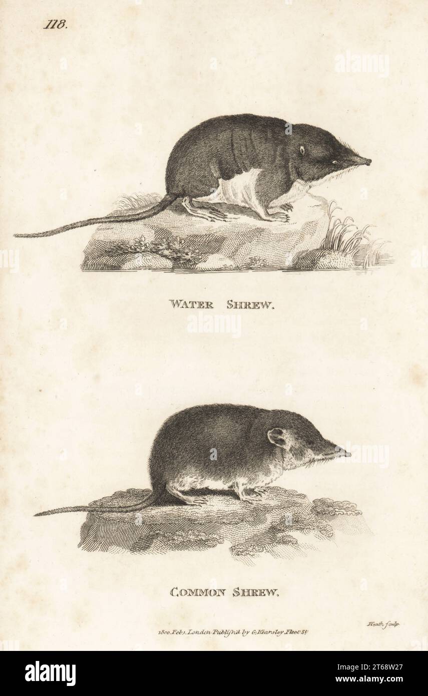 Eurasian water shrew, Neomys fodiens, and common shrew, Sorex araneus. Sorex fodiens. After illustrations by Jacques de Seve for the Comte de Buffon. Copperplate engraving by James Heath from George Shaws General Zoology: Mammalia, G. Kearsley, Fleet Street, London, 1800. Stock Photo