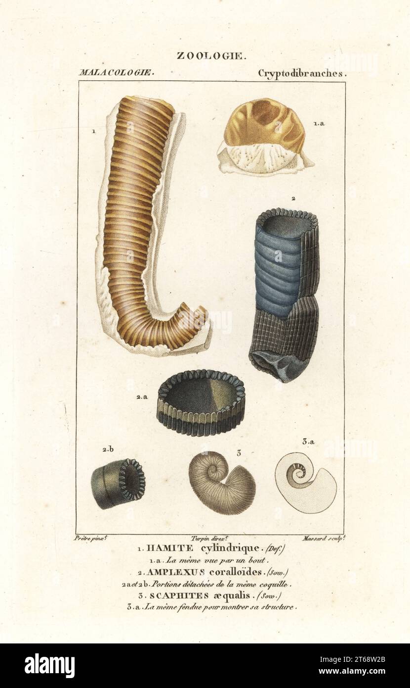 Extinct shells: Hamites cylindricus 1, horn coral, Amplexus coralloides 2, and Scaphites aequalis 3. Handcoloured copperplate stipple engraving from Antoine Laurent de Jussieu's Dizionario delle Scienze Naturali, Dictionary of Natural Science, Florence, Italy, 1837. Illustration engraved by Massard, drawn by Jean Gabriel Pretre, directed by Pierre Jean-Francois Turpin, and published by Batelli e Figli. Turpin (1775-1840) is considered one of the greatest French botanical illustrators of the 19th century. Stock Photo